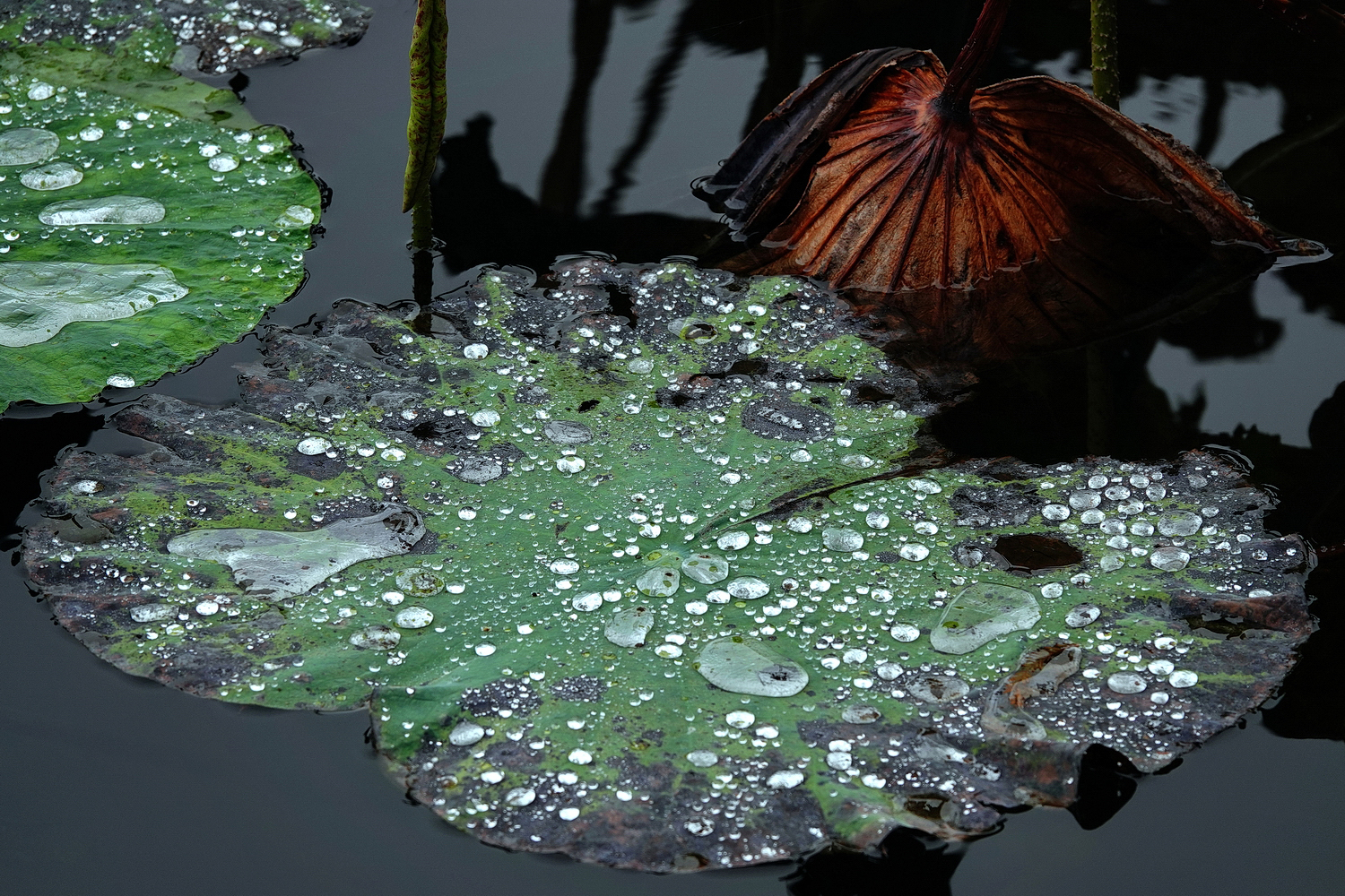 陳永鑑_荷花作品_20231206d.jpg