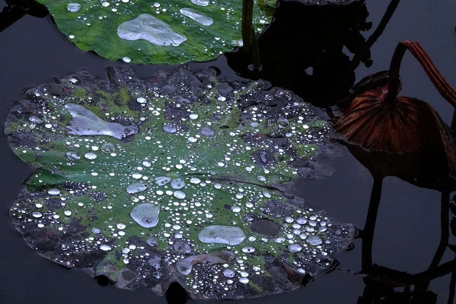 陳永鑑_荷花作品_20231206l.jpg