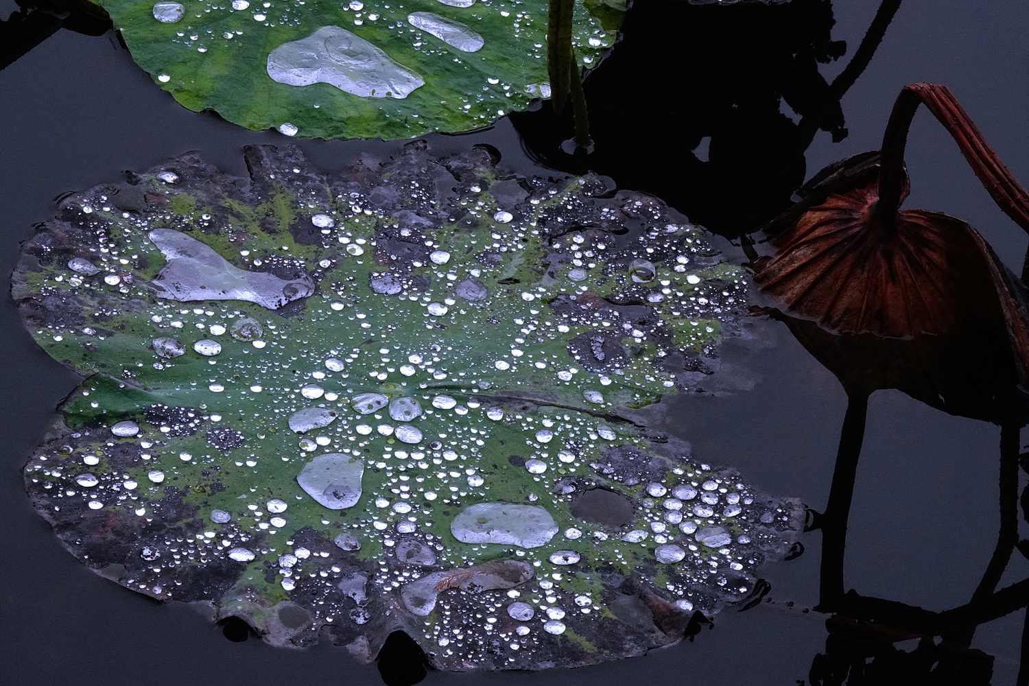 陳永鑑_荷花作品_20231206k.jpg