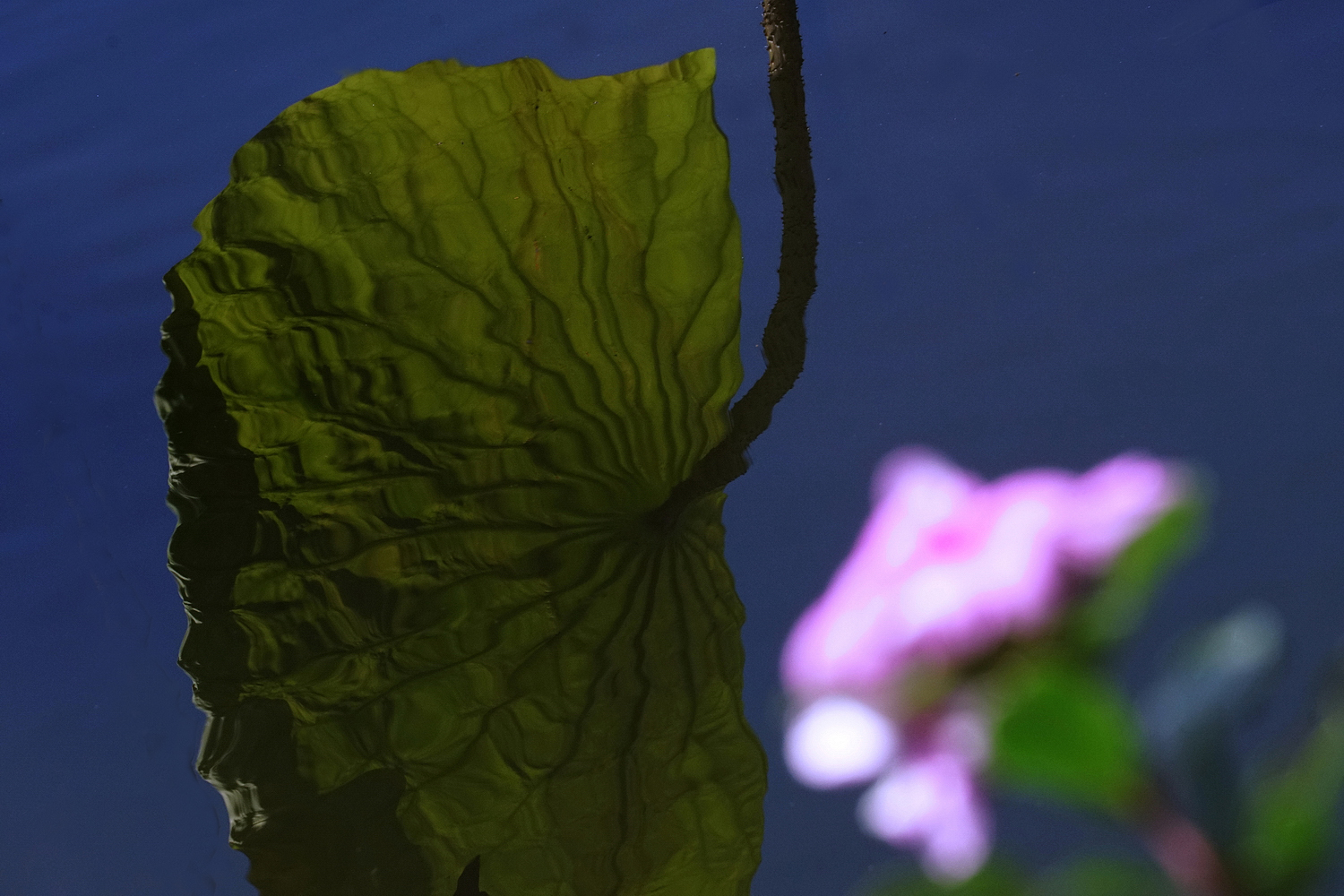 陳永鑑_荷花作品_20231208v.jpg