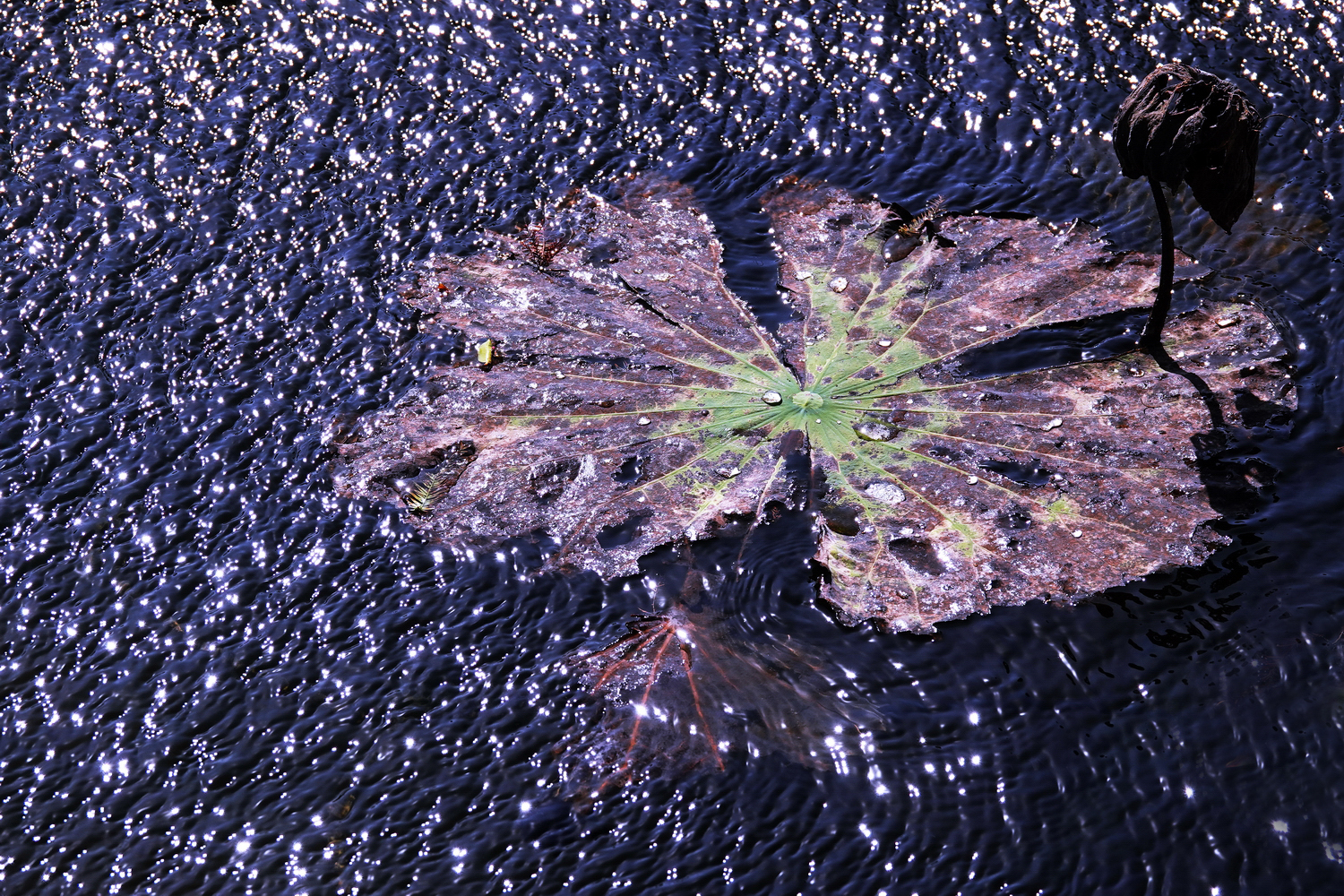 陳永鑑_荷花作品_20231212o.jpg