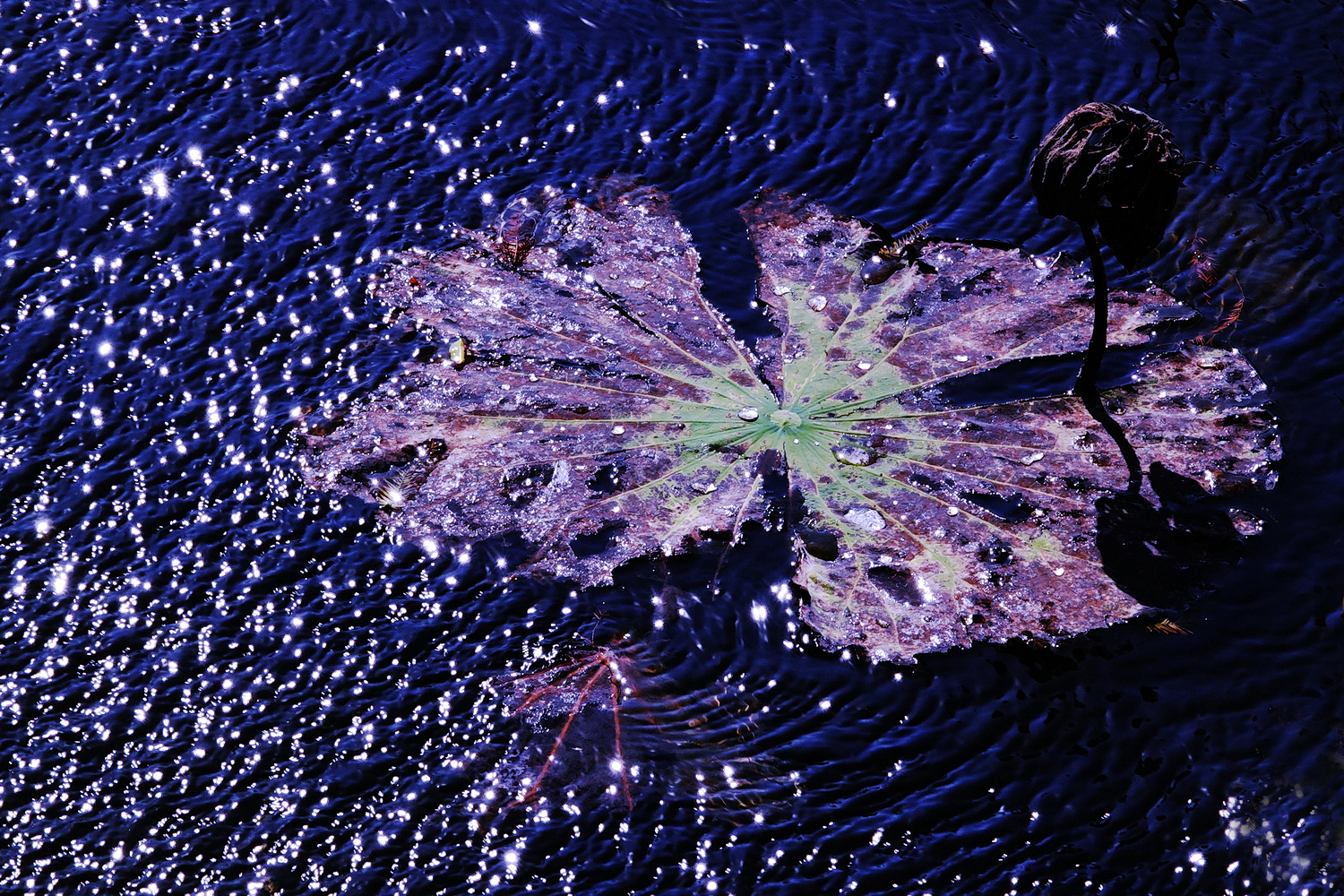 陳永鑑_荷花作品_20231212m.jpg