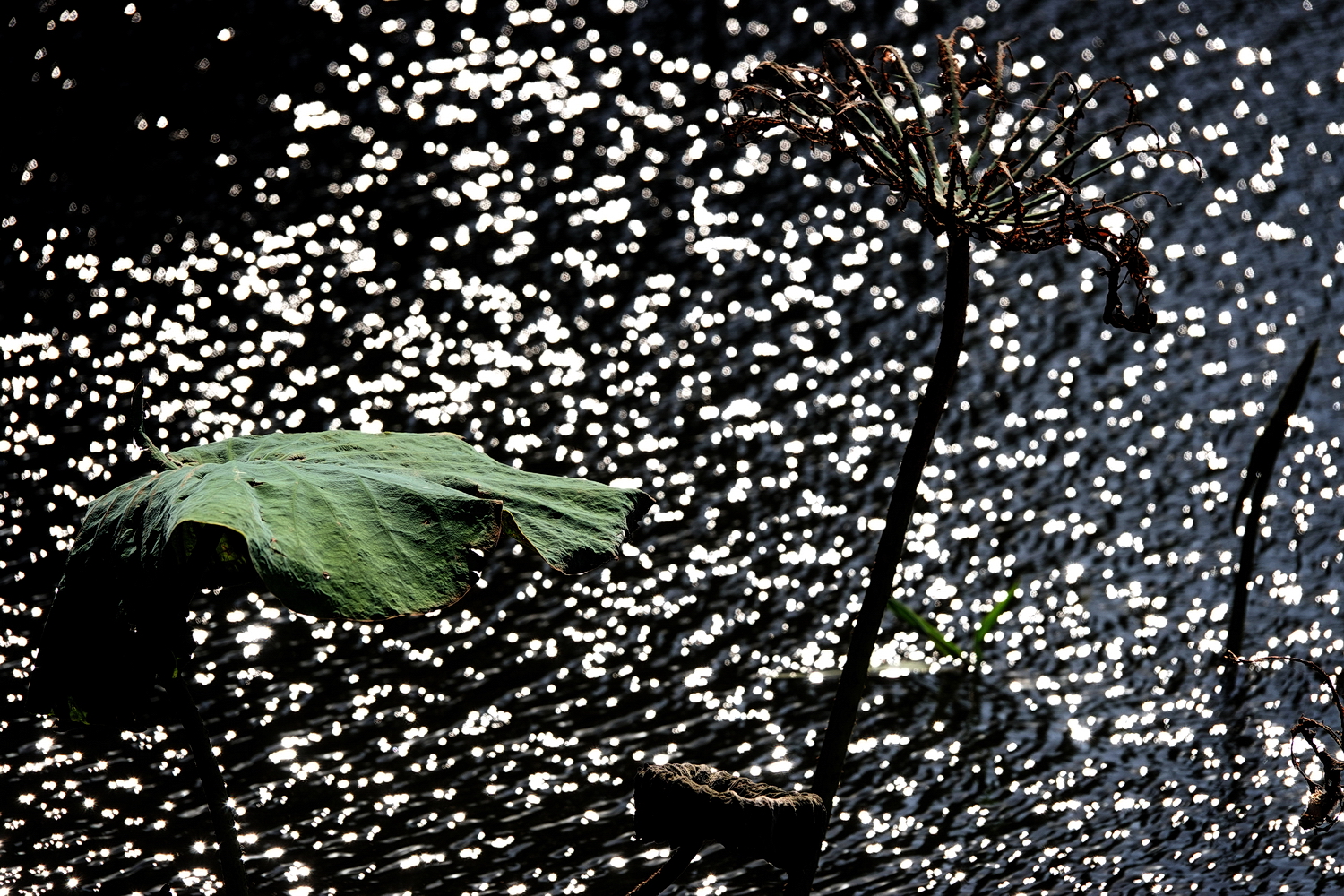 陳永鑑_荷花作品_20231212j.jpg