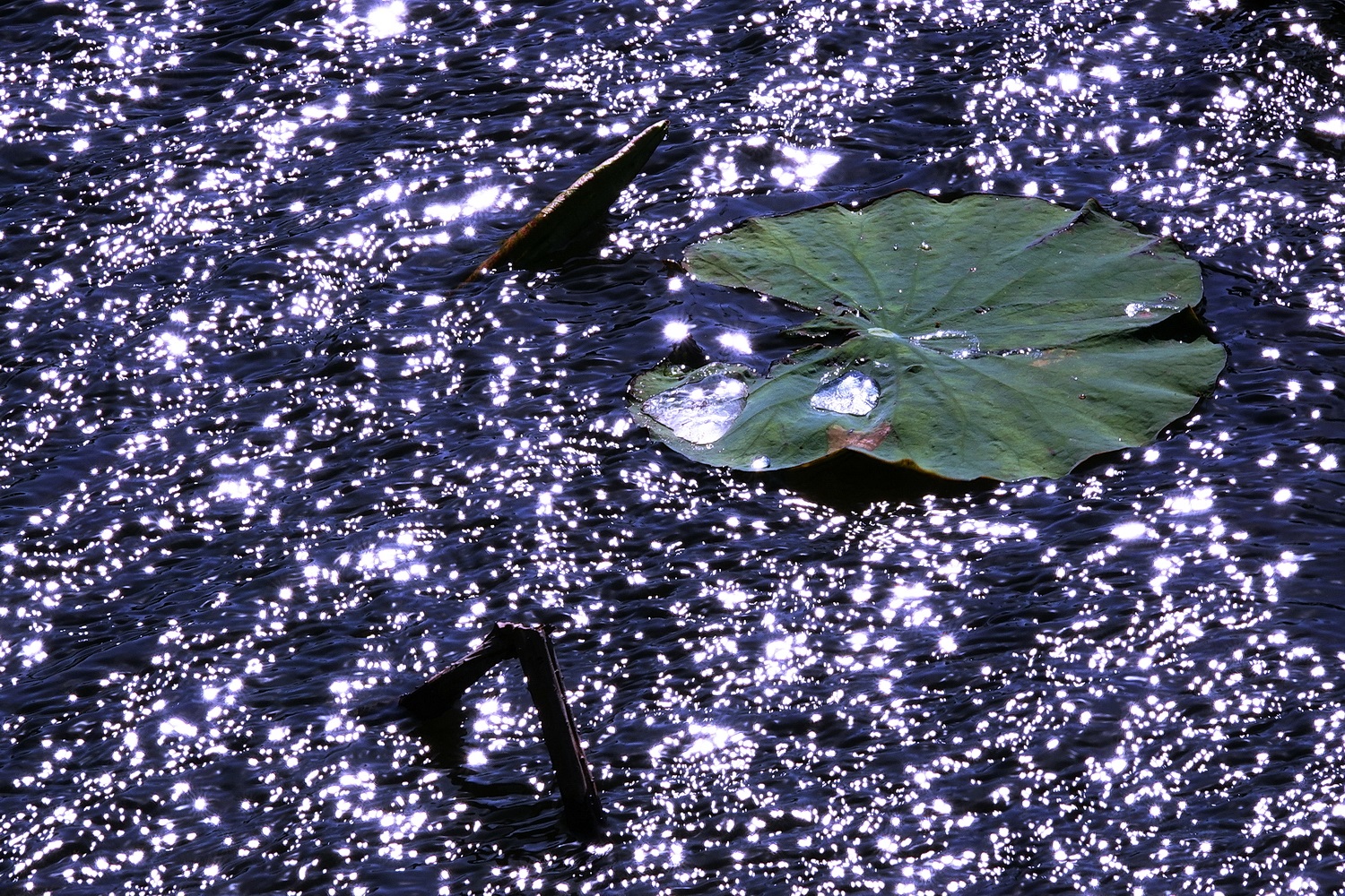 陳永鑑_荷花作品_20231213c.jpg