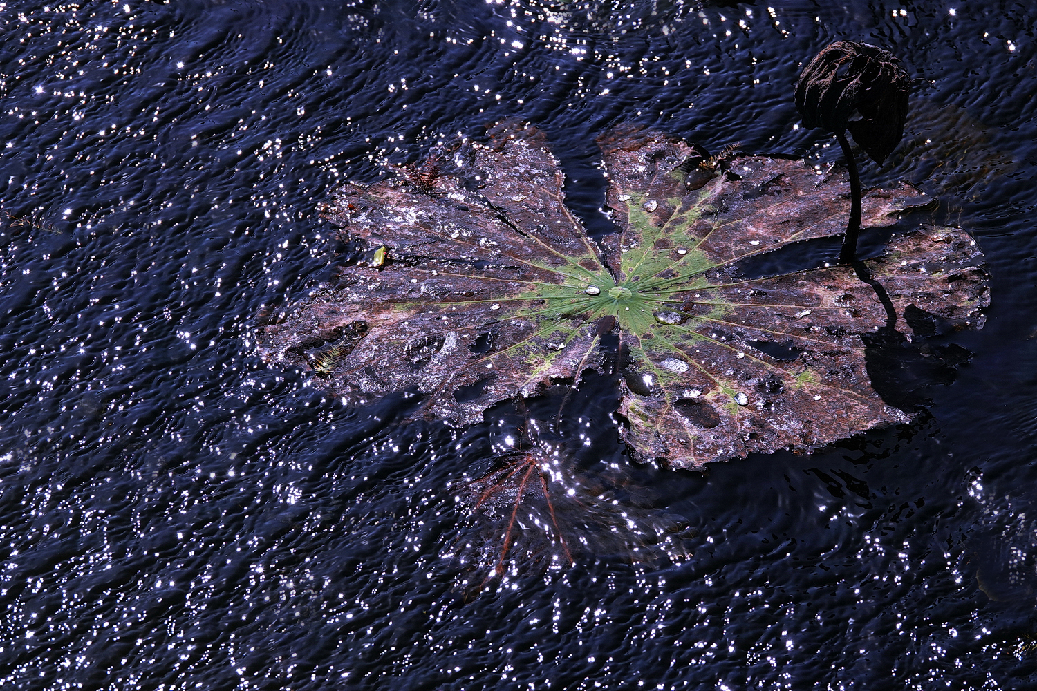 陳永鑑_荷花作品_20231213a.jpg