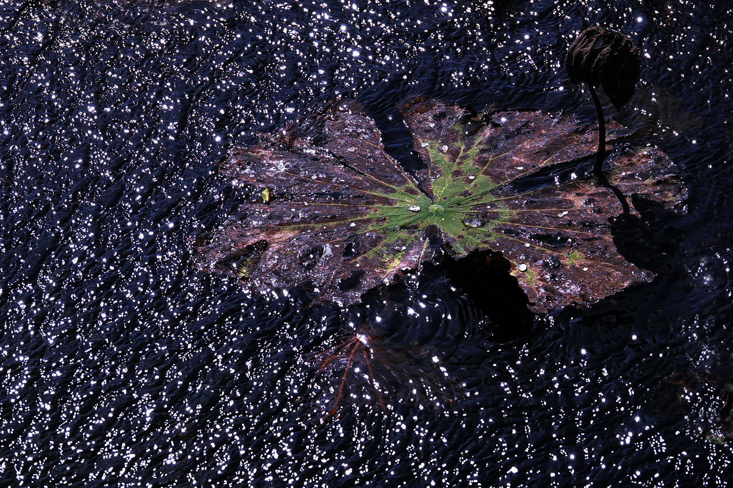 陳永鑑_荷花作品_20231212s.jpg