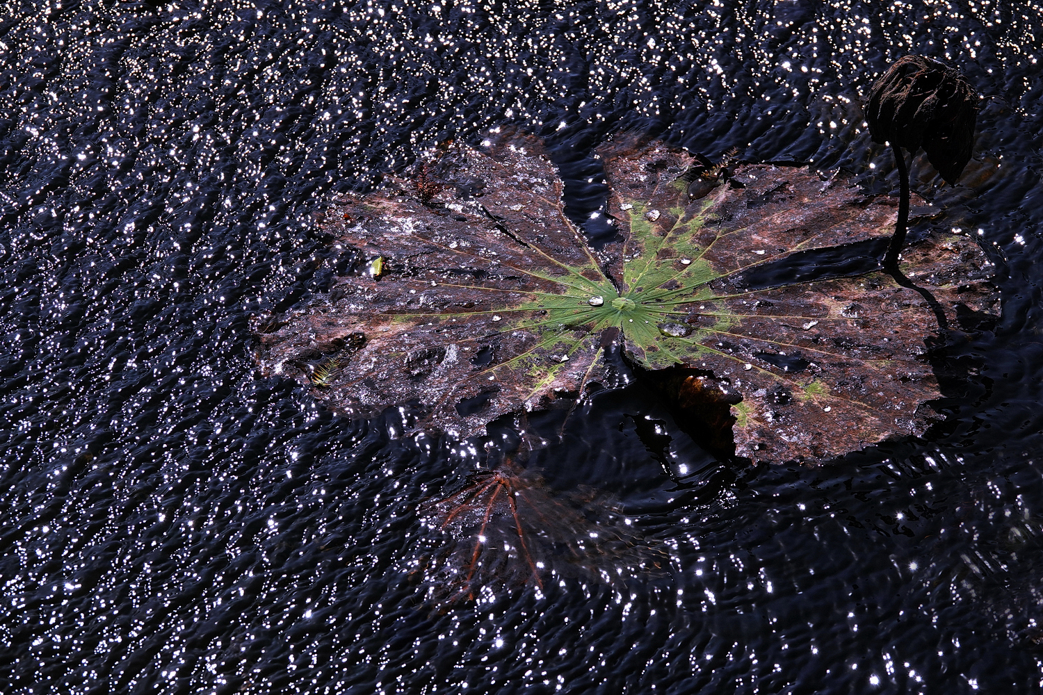 陳永鑑_荷花作品_20231212r.jpg