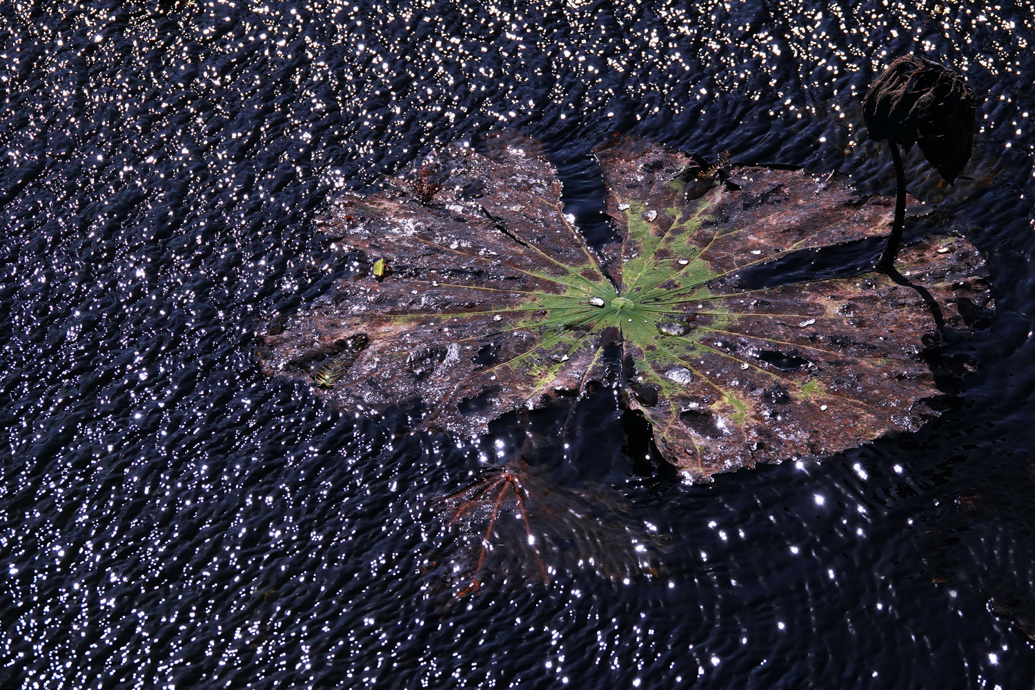陳永鑑_荷花作品_20231212q.jpg