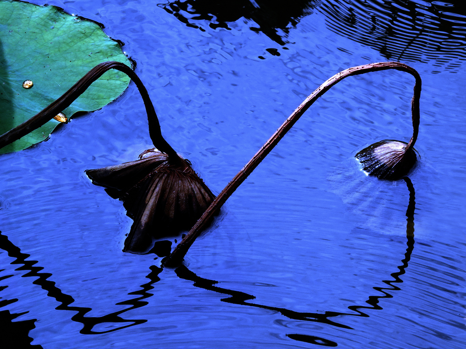 陳永鑑_荷花作品_20231214b.jpg