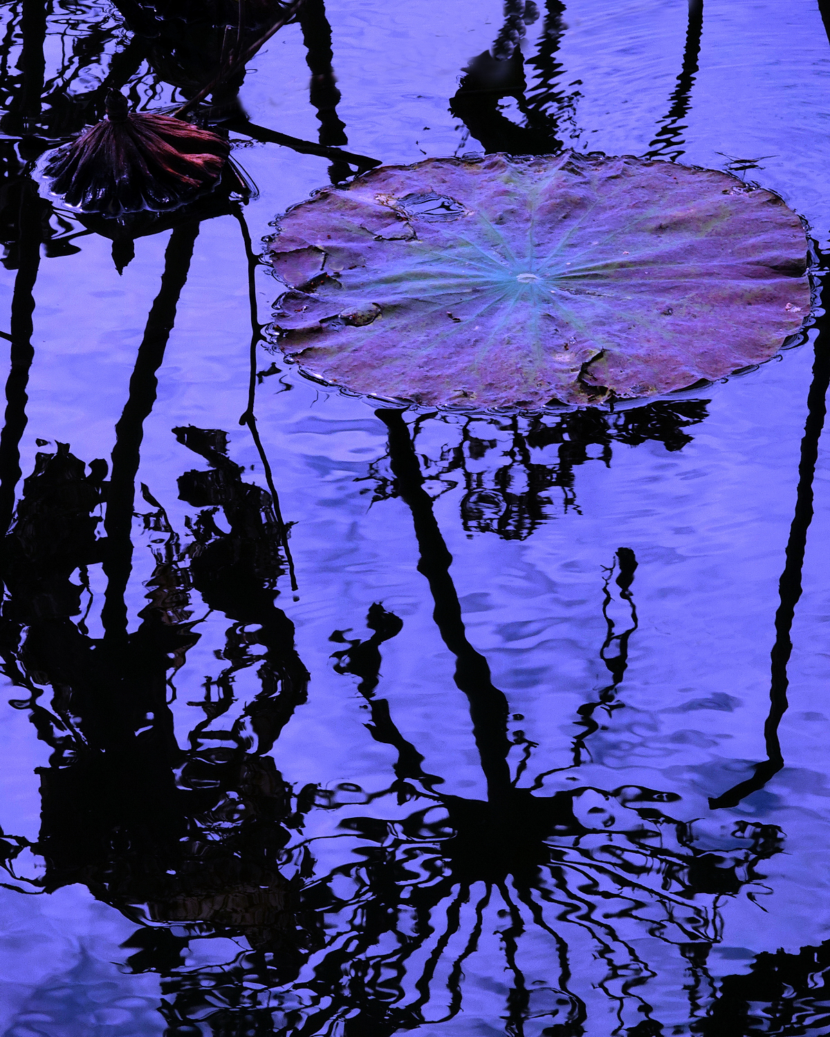 陳永鑑_荷花作品_20231214i.jpg