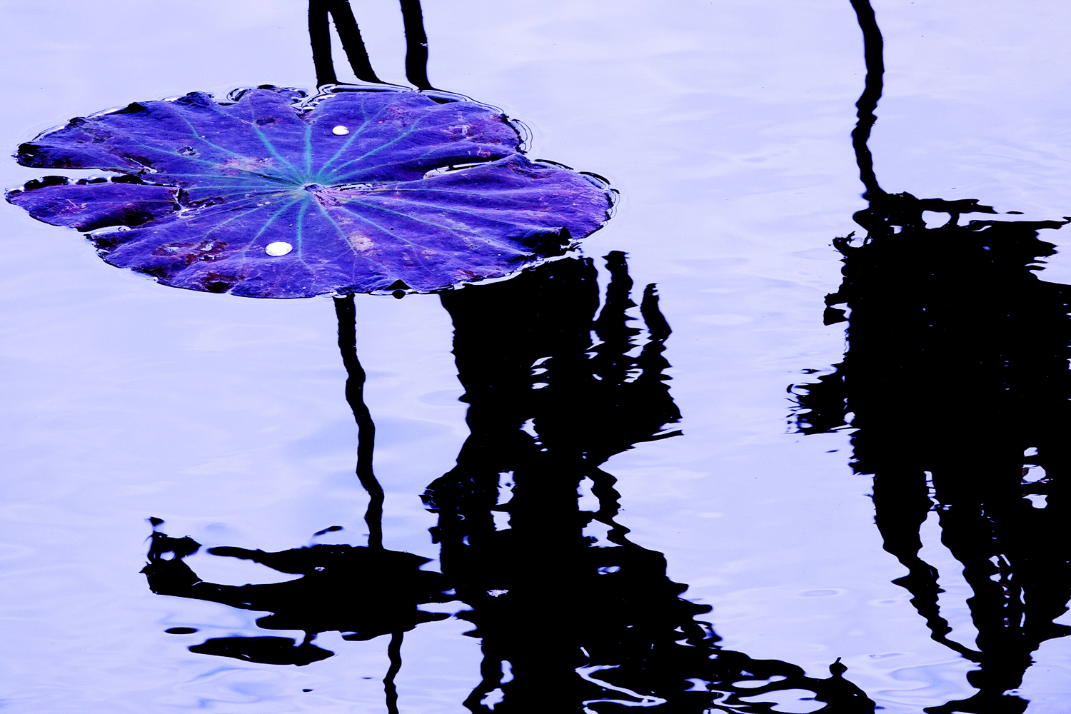 陳永鑑_荷花作品_20231214e.jpg