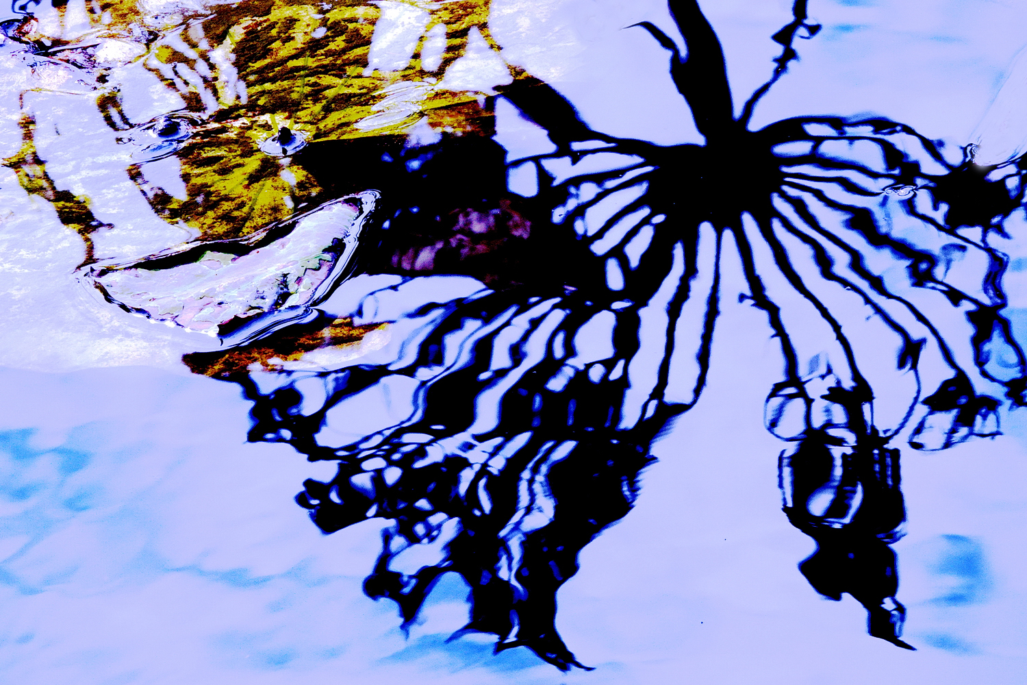陳永鑑_荷花作品_20231214f.jpg