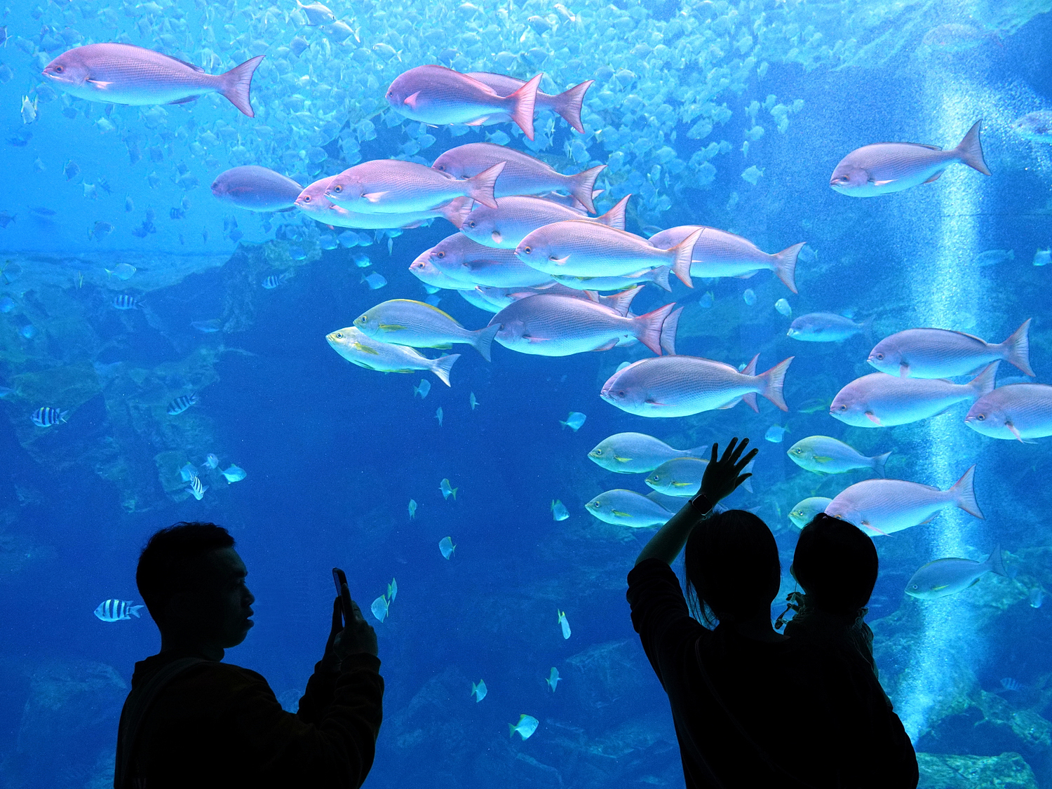 陳永鑑水族館20231210c.jpg