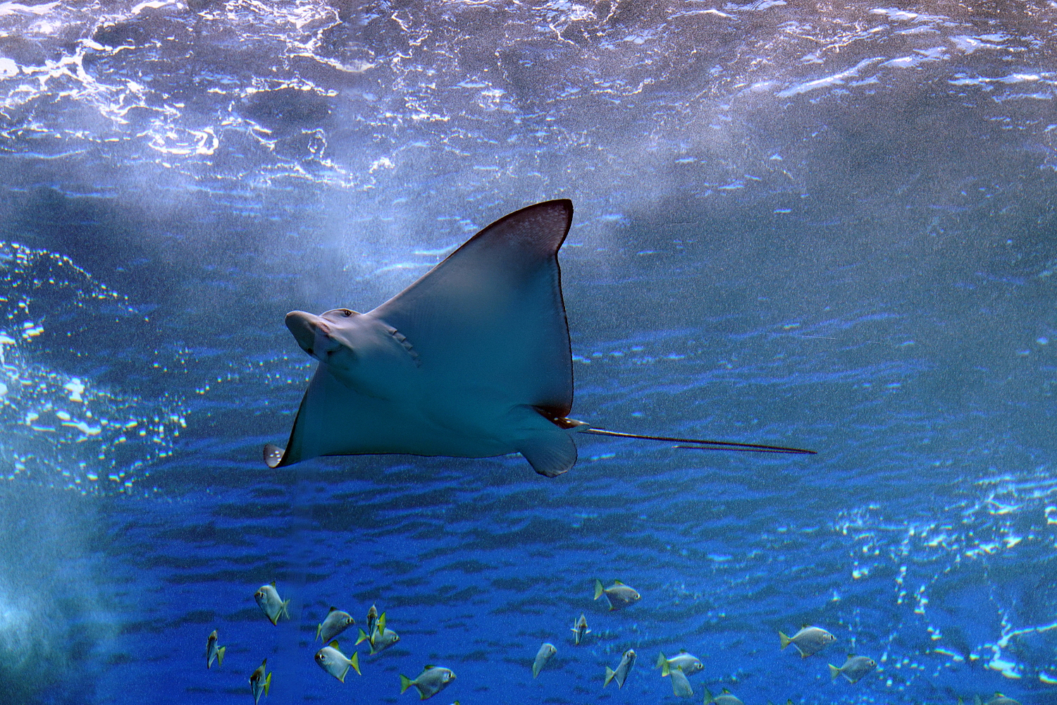 陳永鑑水族館20231211b.jpg