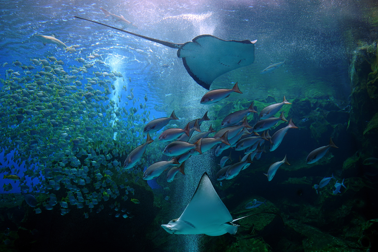 陳永鑑水族館20231210a.jpg