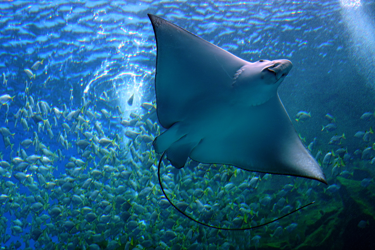 陳永鑑水族館20231210b.jpg