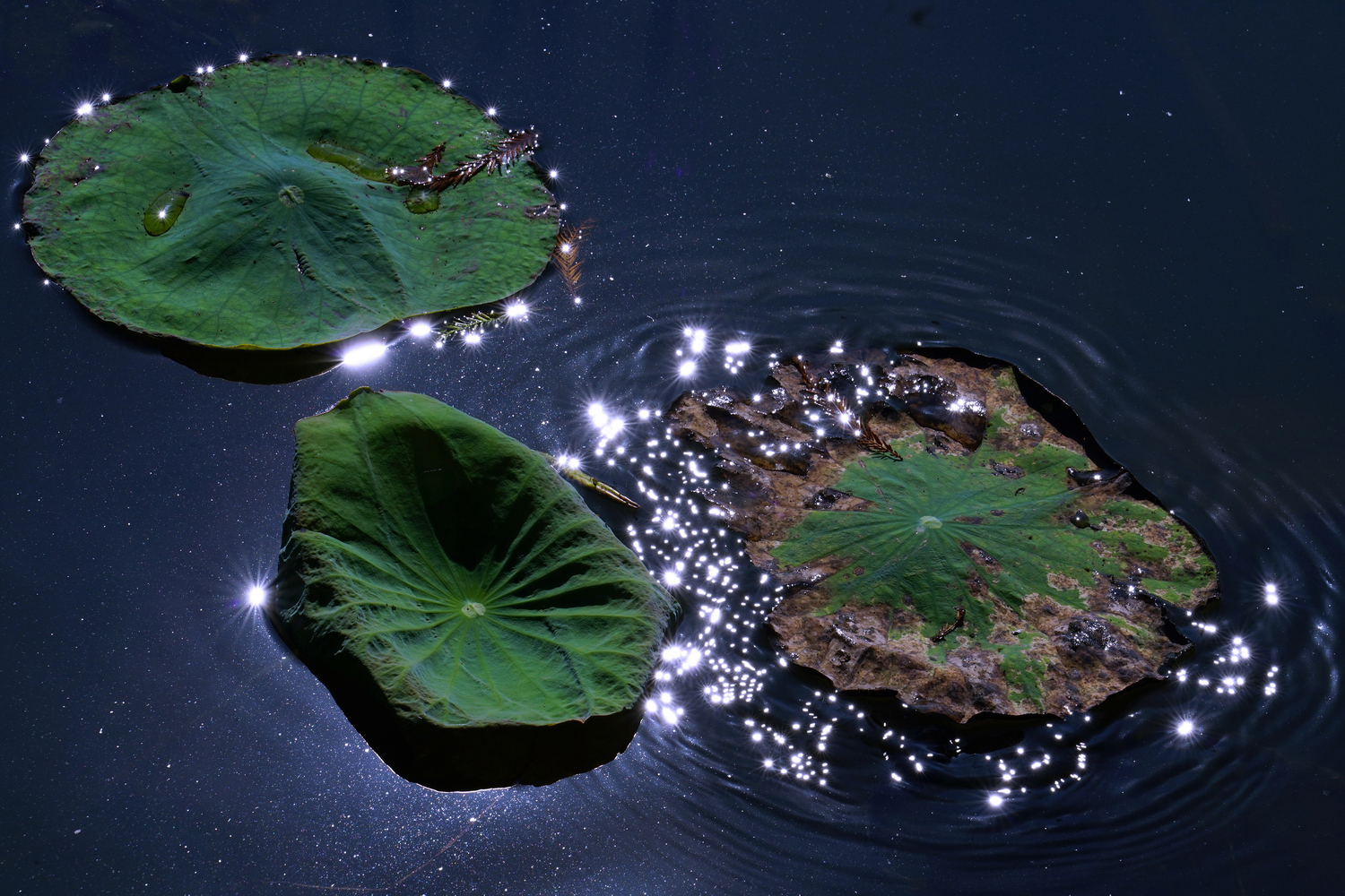 陳永鑑_荷花作品_20231215b.jpg