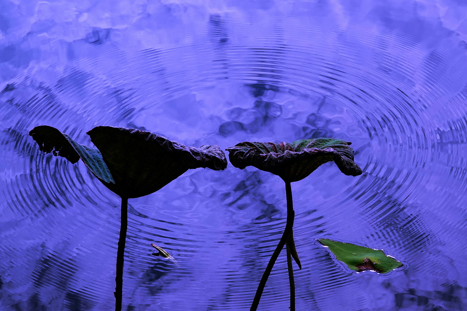 陳永鑑_荷花作品_20231214l.jpg
