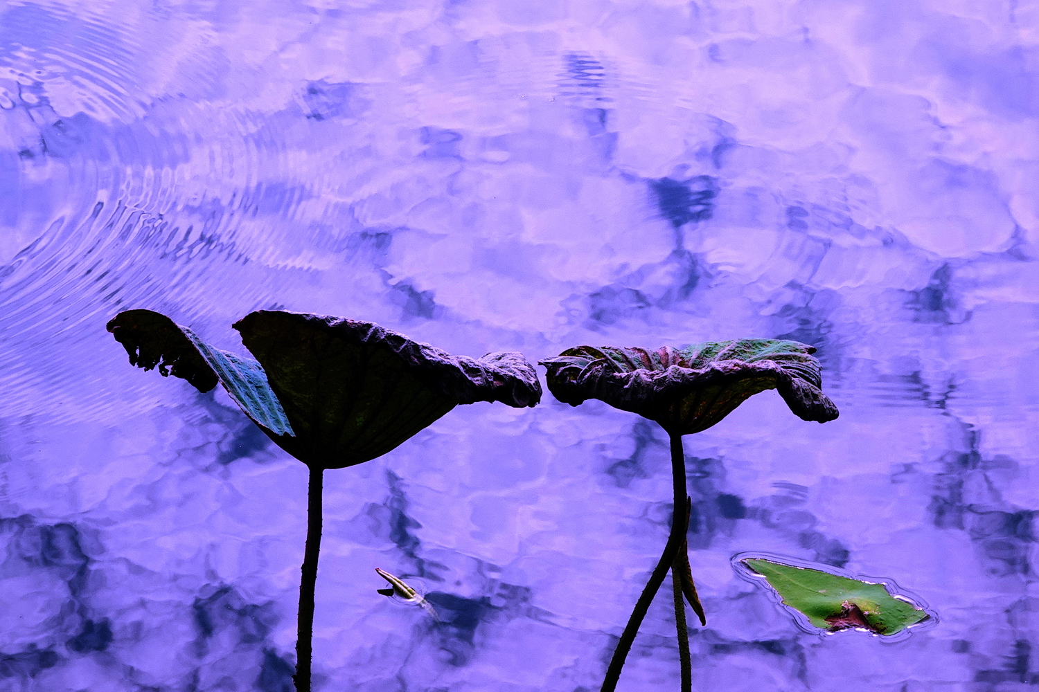陳永鑑_荷花作品_20231214j.jpg