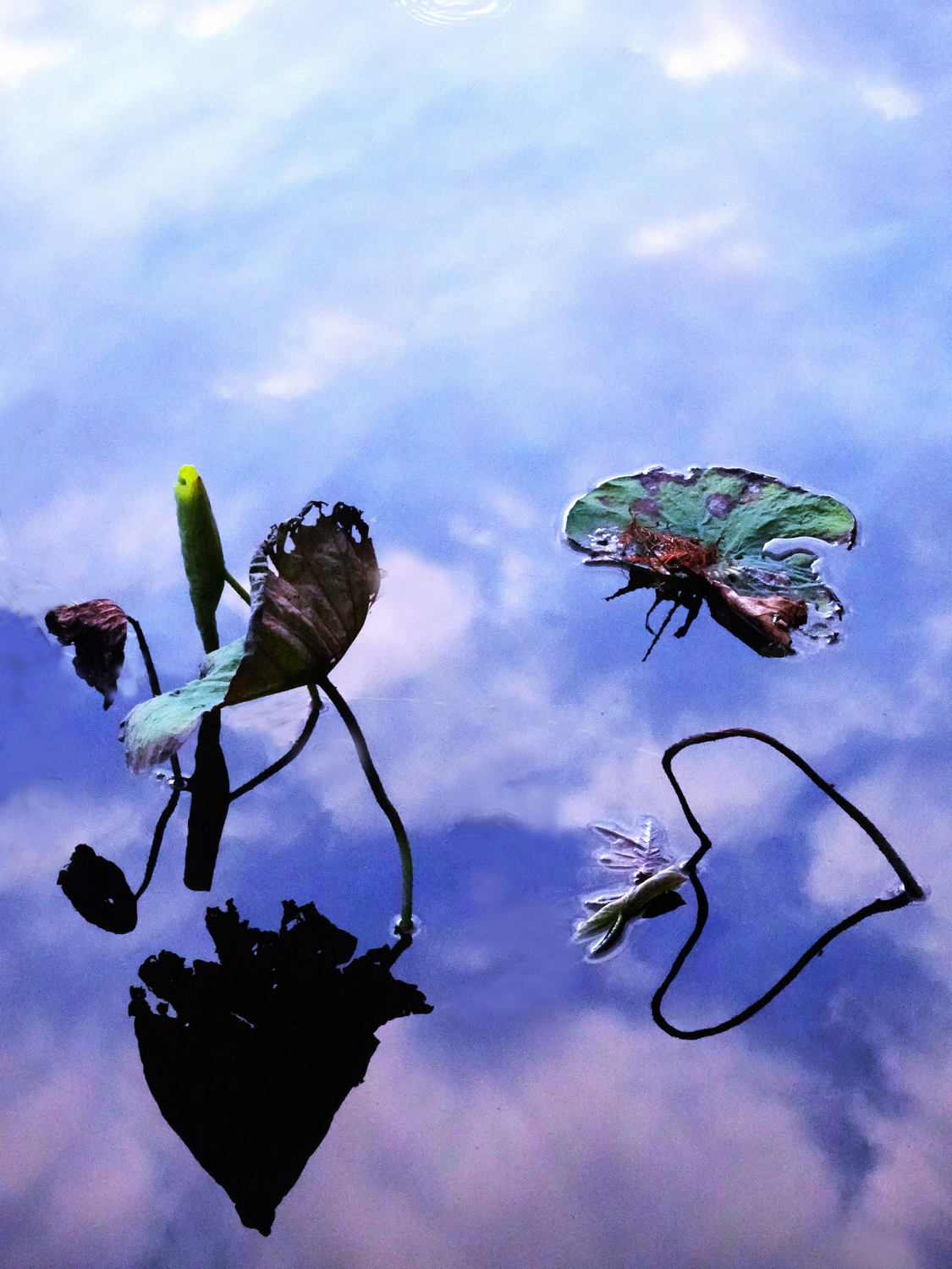 陳永鑑_荷花作品_20231215p.jpg