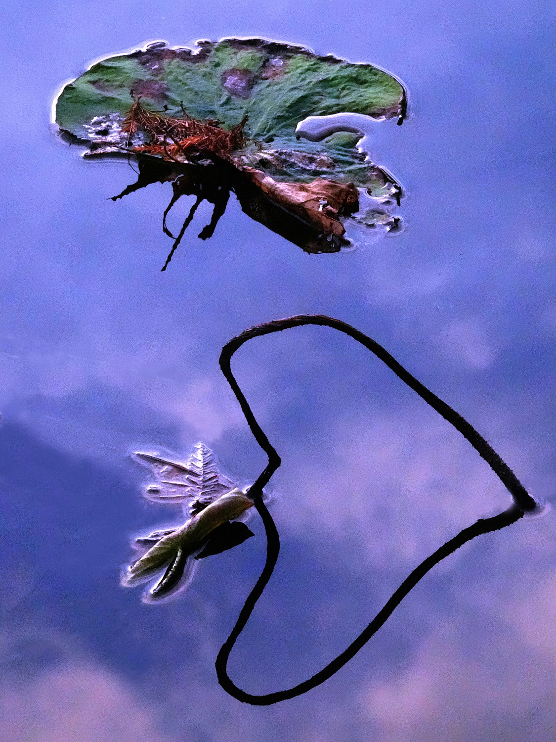 陳永鑑_荷花作品_20231215n.jpg