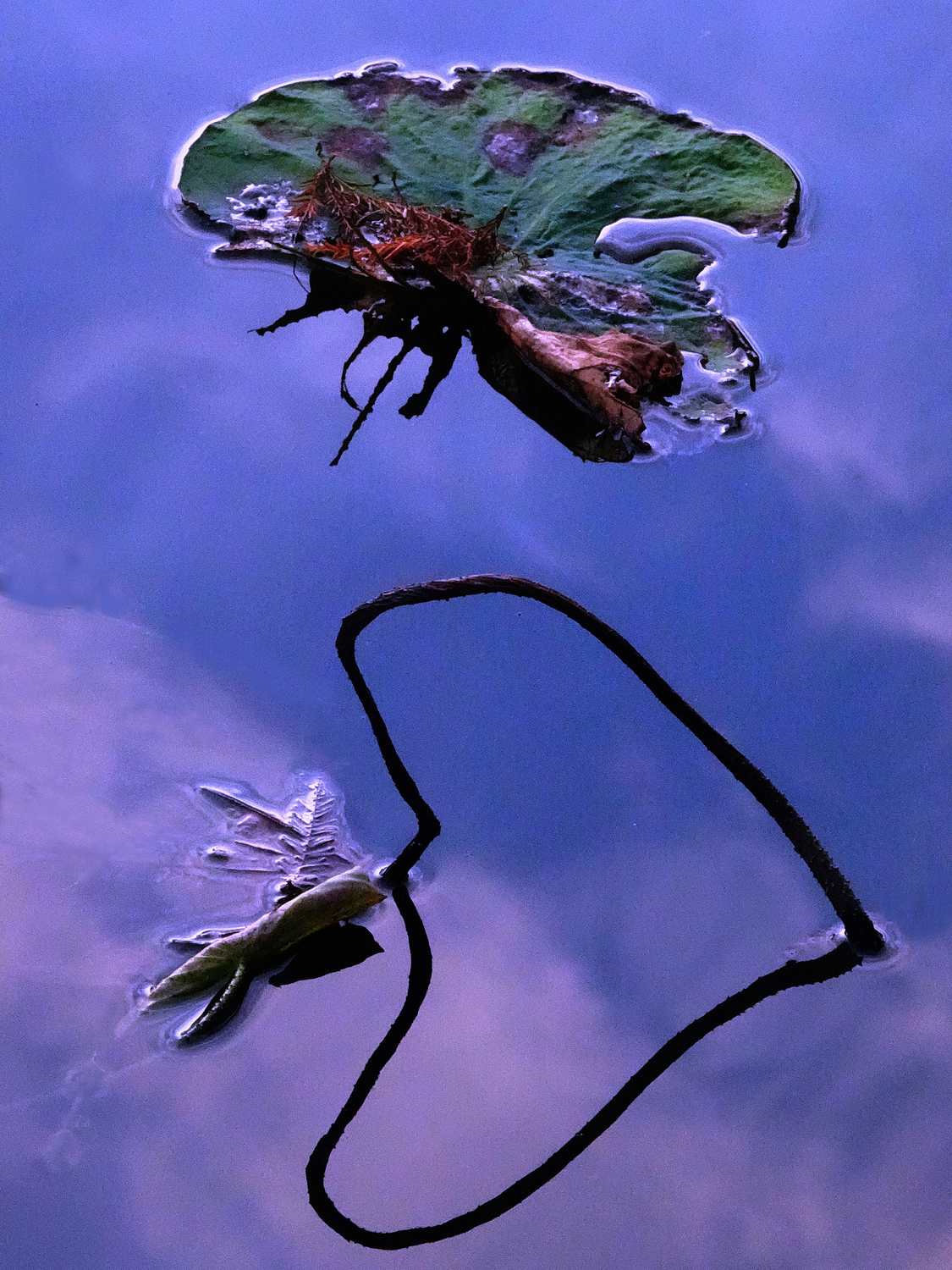 陳永鑑_荷花作品_20231215m.jpg