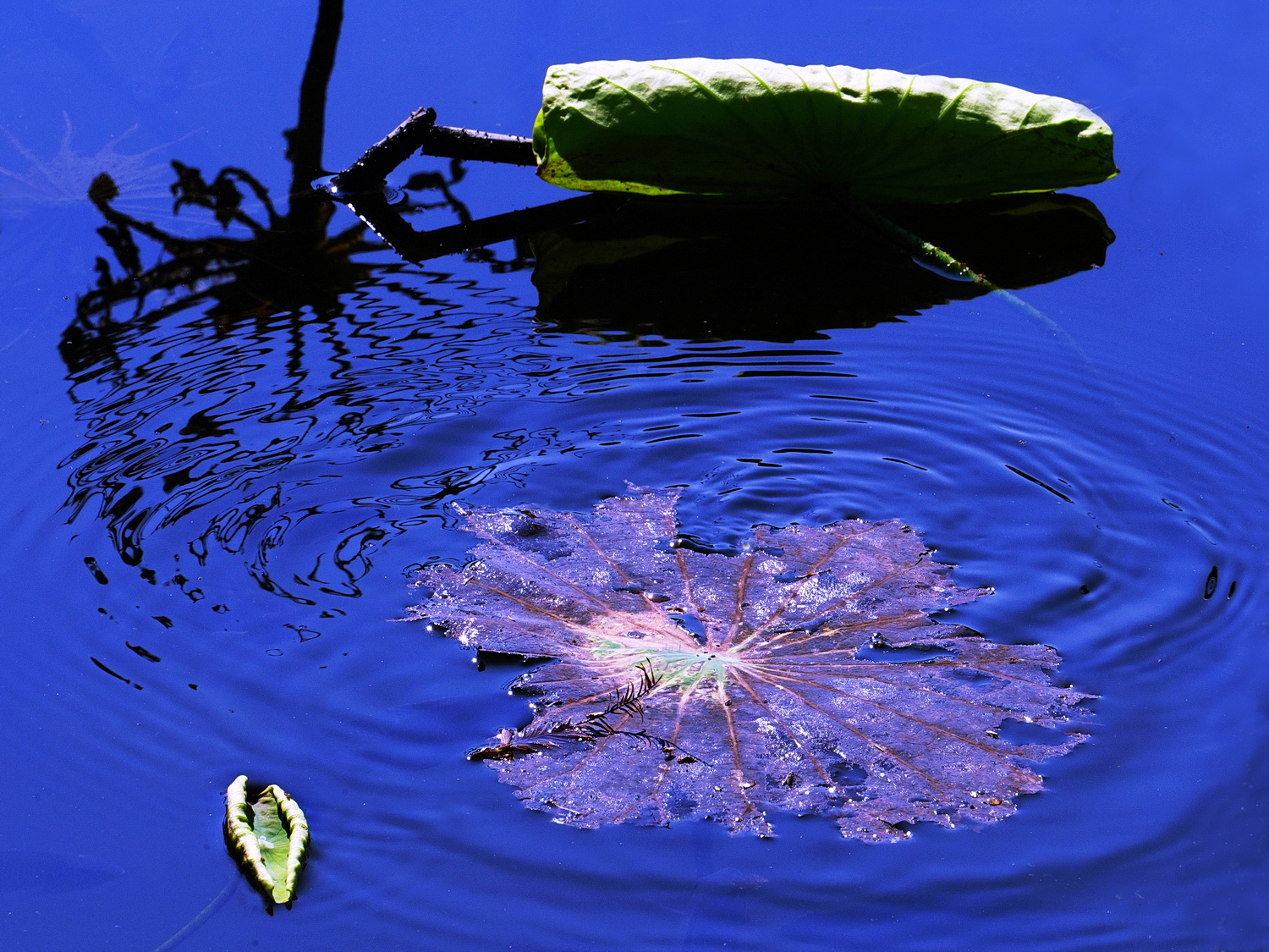 陳永鑑_荷花作品_20231216l.jpg