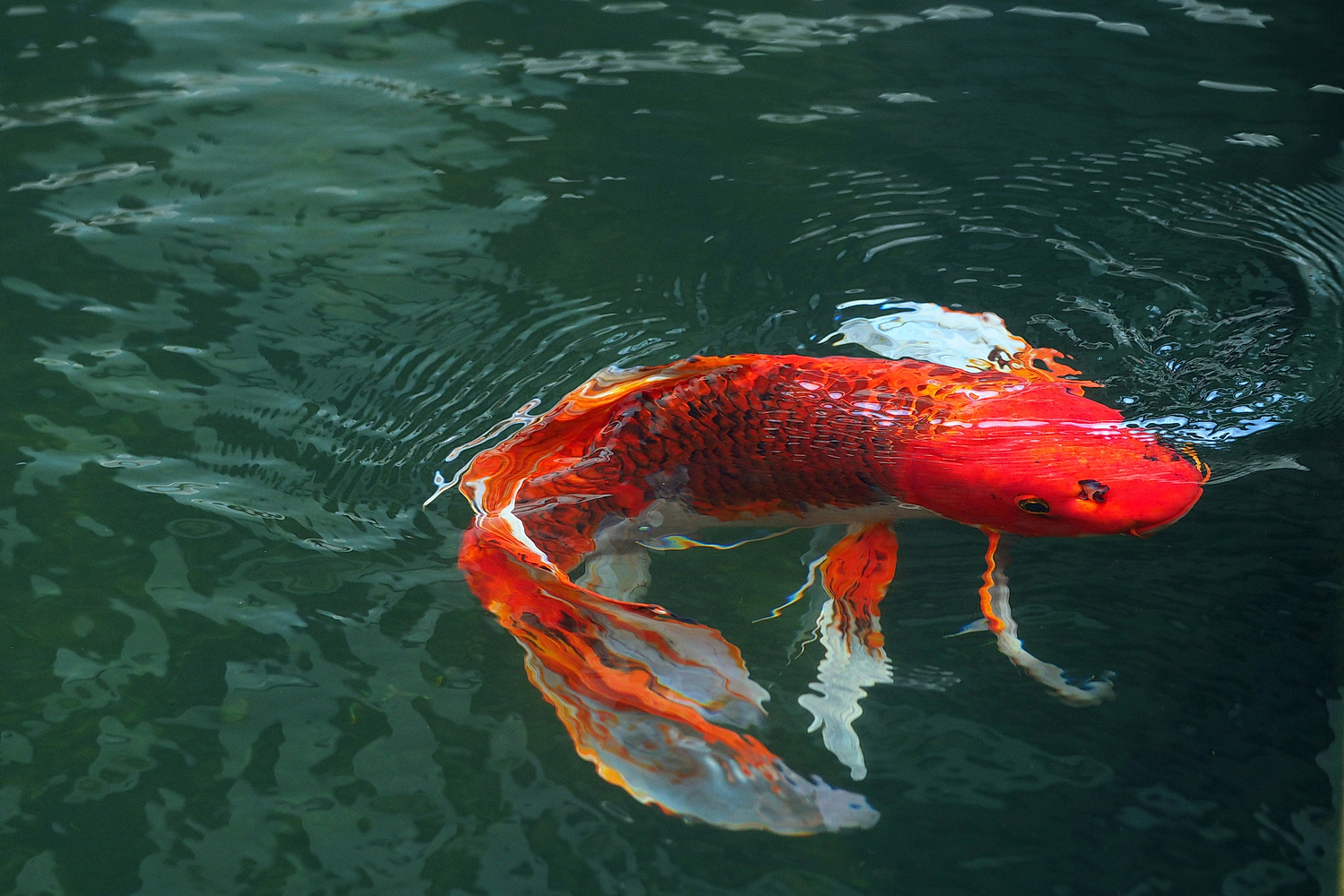 陳永鑑_錦鯉遊緃_20240102e.jpg
