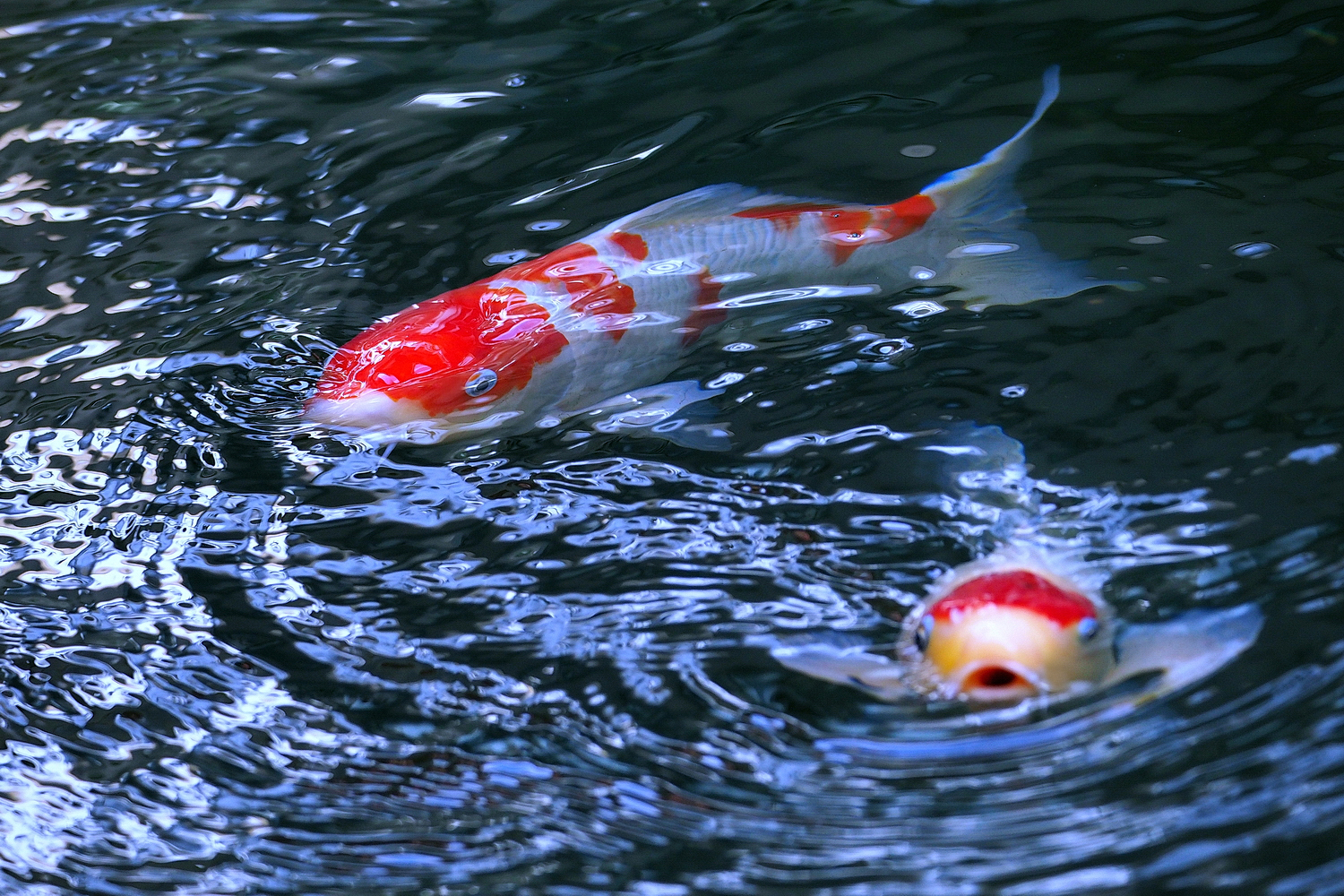 陳永鑑_錦鯉遊緃_20240103d.jpg