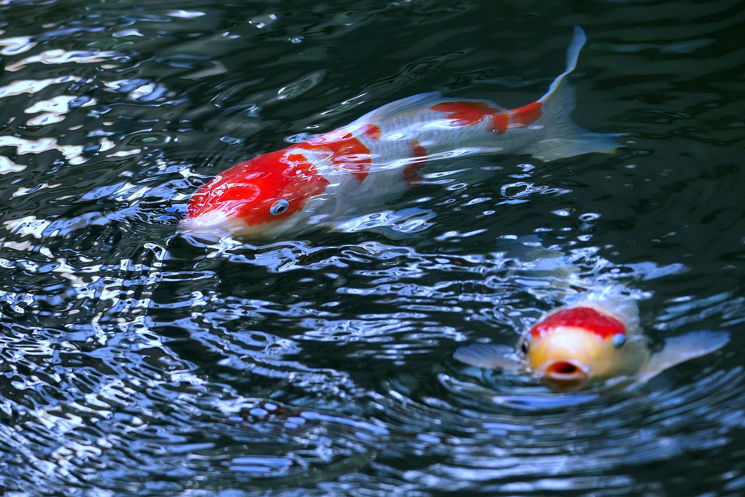 陳永鑑_錦鯉遊緃_20240103c.jpg