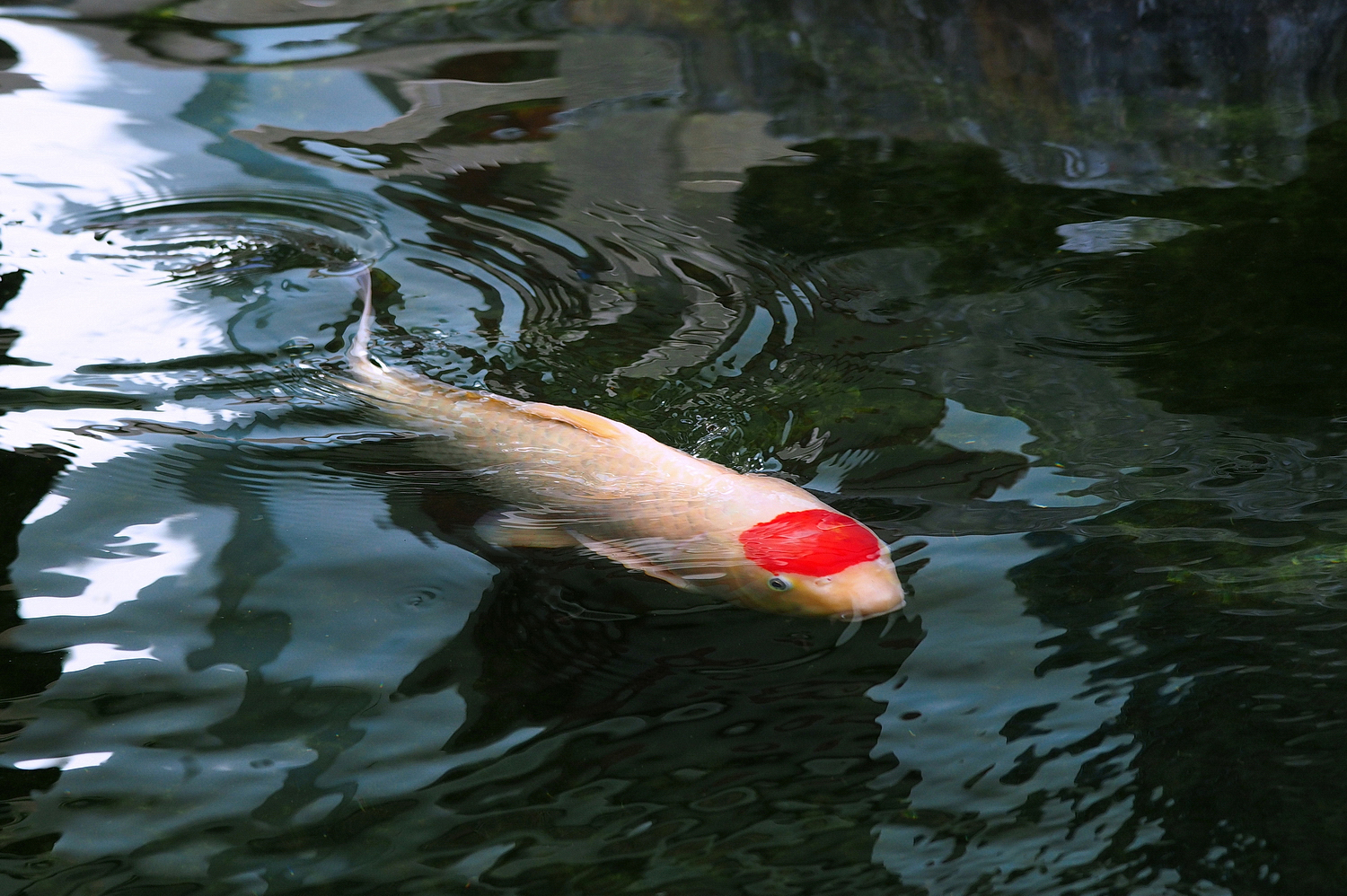 陳永鑑_錦鯉遊緃_20240105g.jpg