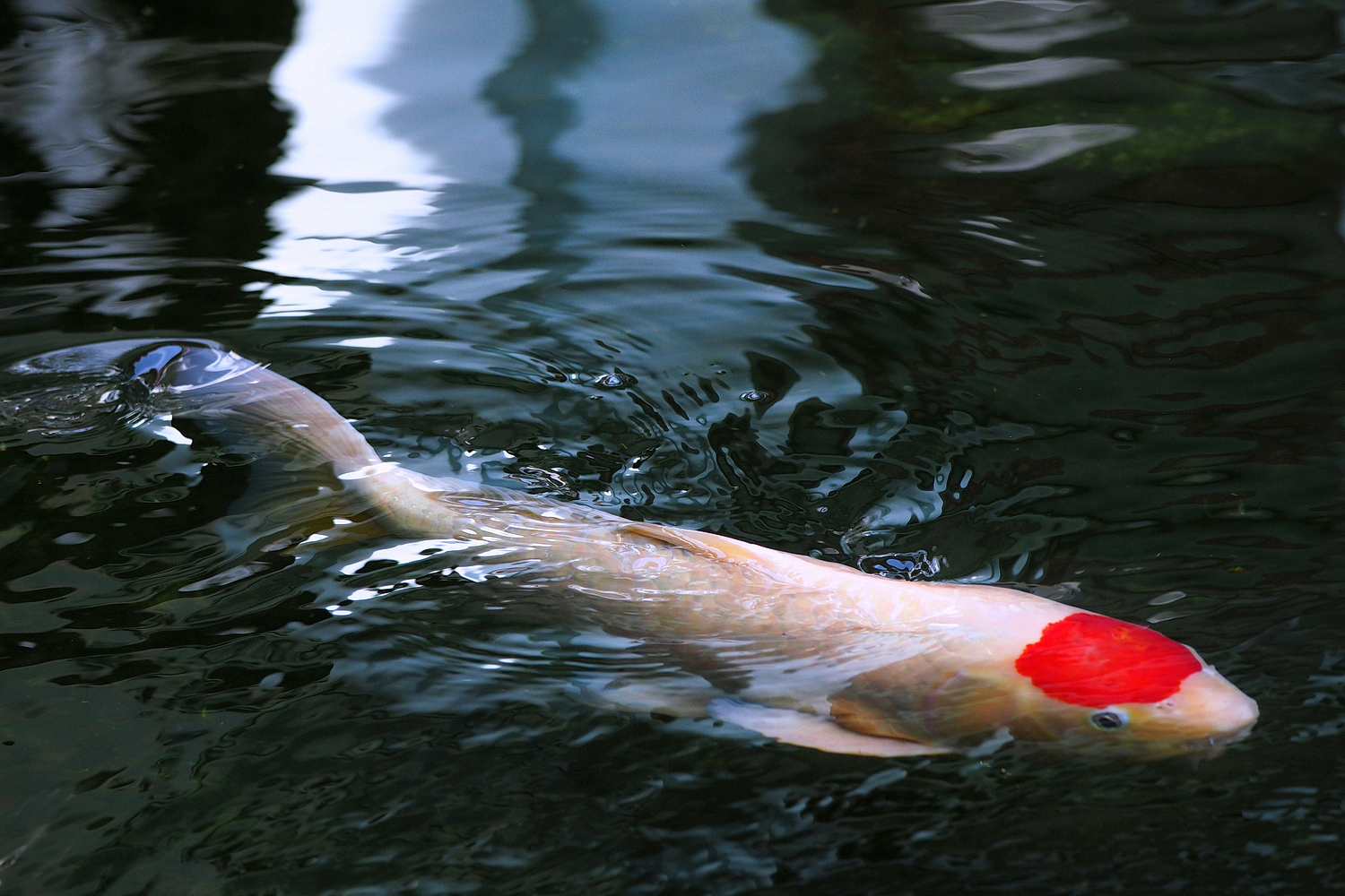 陳永鑑_錦鯉遊緃_20240105d.jpg