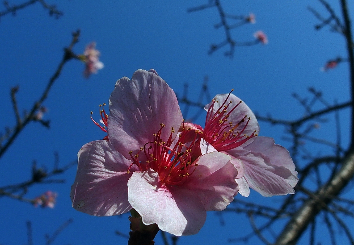 陳永鑑櫻桃花作品20240114h.jpg