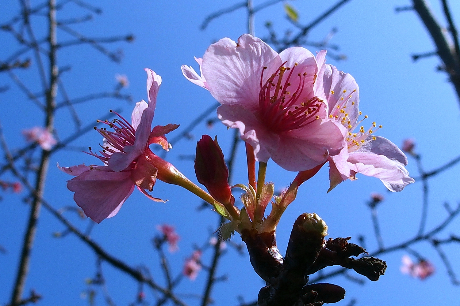 陳永鑑櫻桃花作品20240114f.jpg