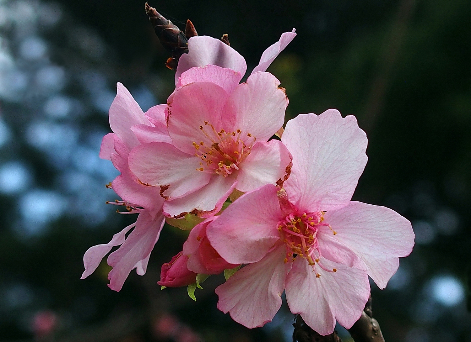 陳永鑑櫻桃花作品20240124r.jpg