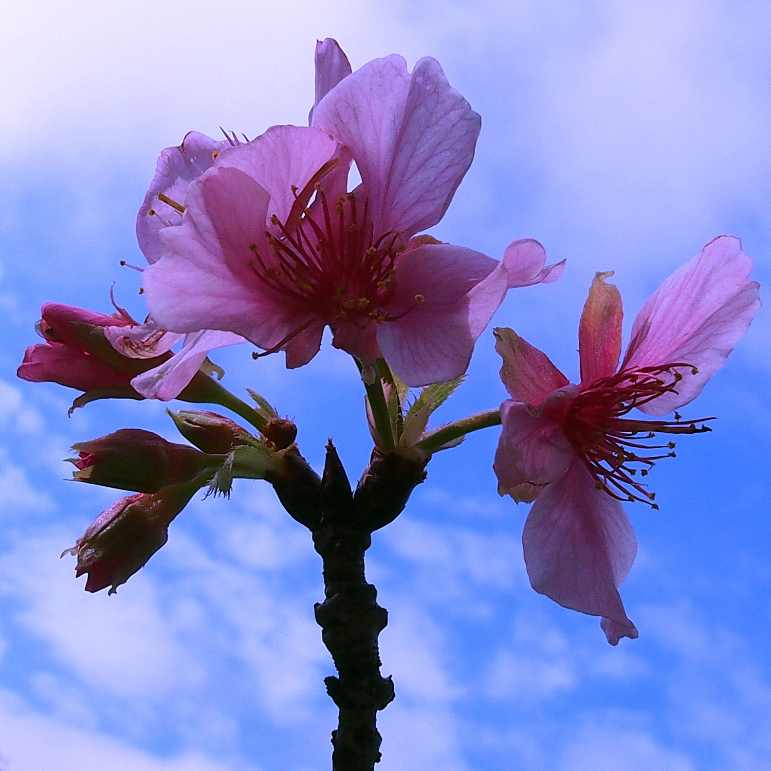 陳永鑑櫻桃花作品20240124w.jpg