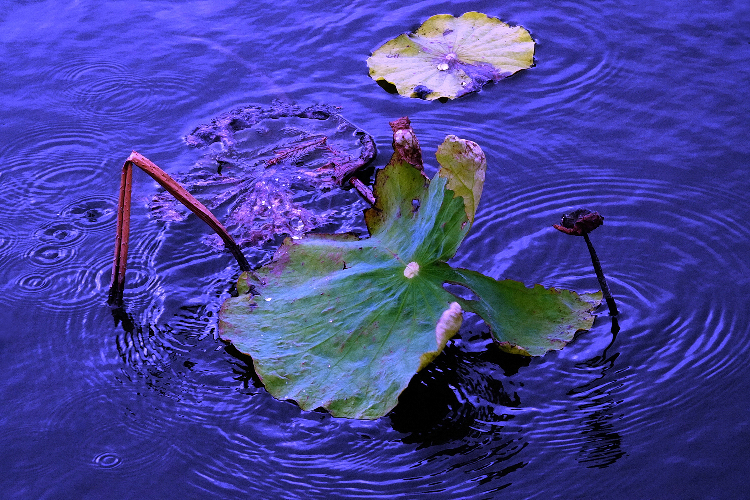 陳永鑑_荷花作品_20240126c.jpg