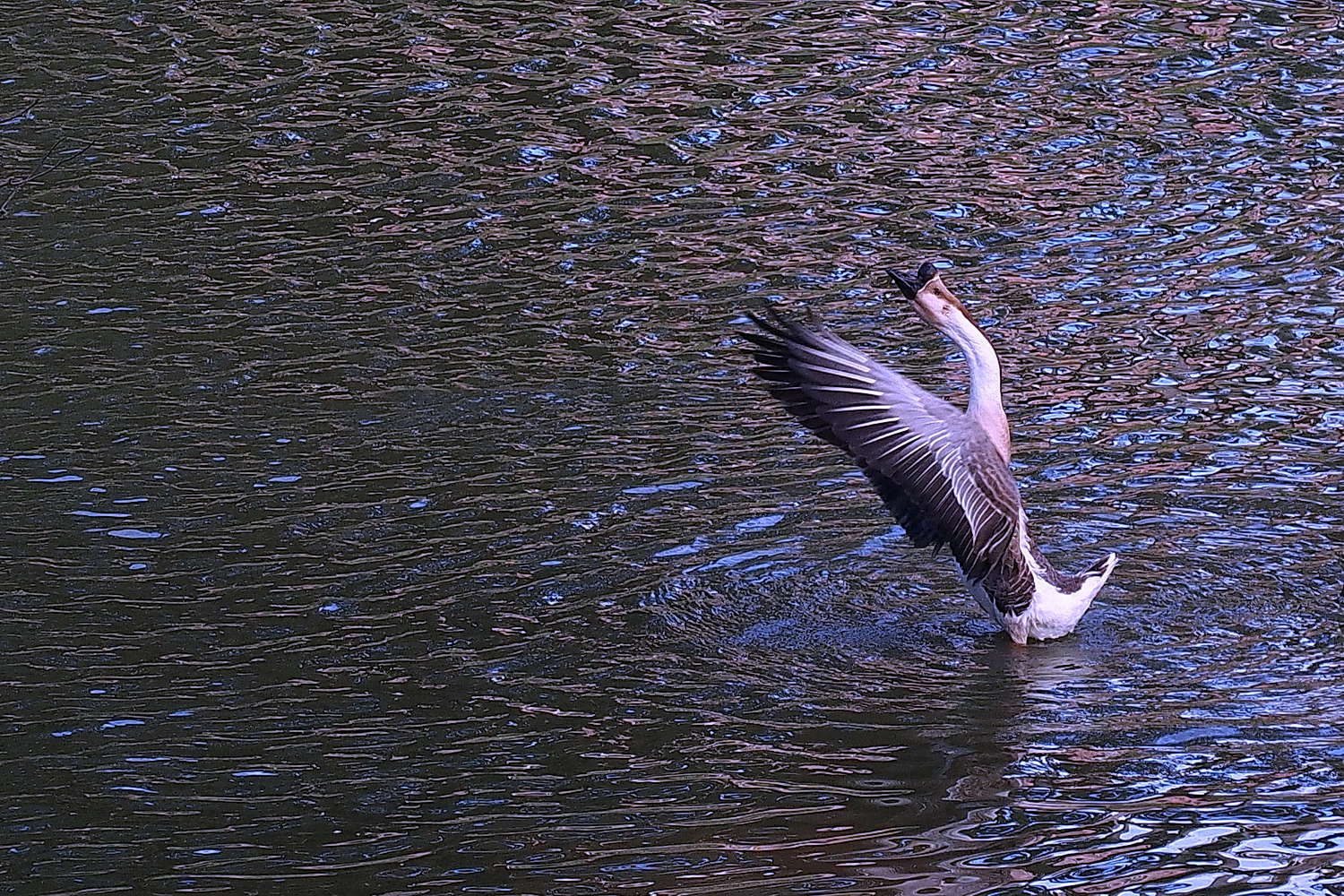 陳永鑑_雞鴨鵝20240204a.jpg