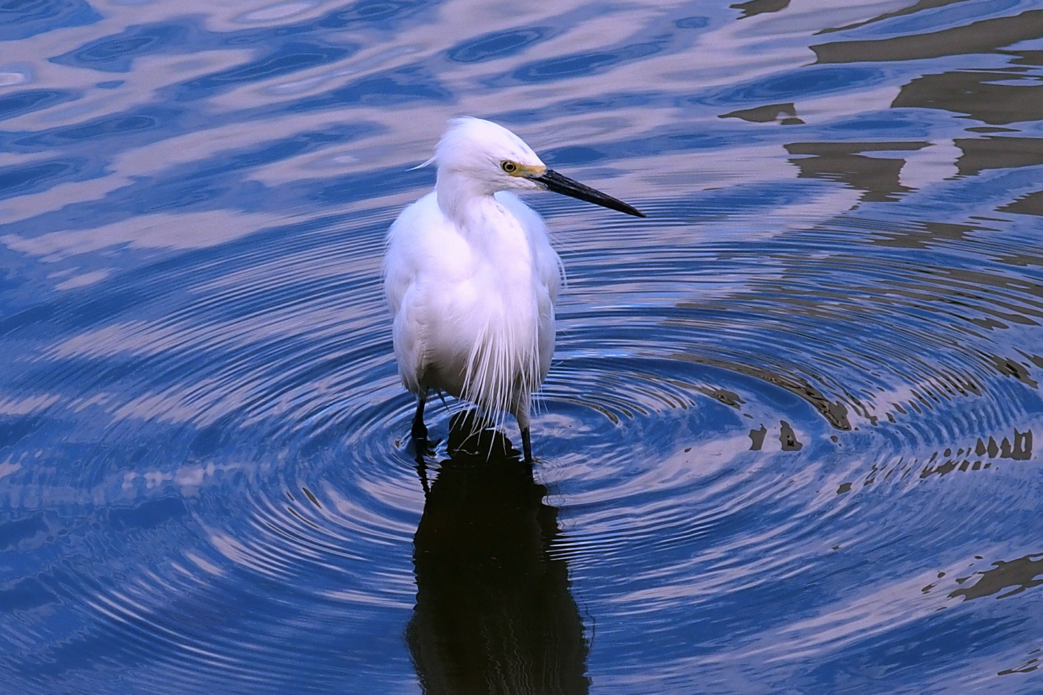 陳永鑑_鳥類飛禽_20240206a.jpg