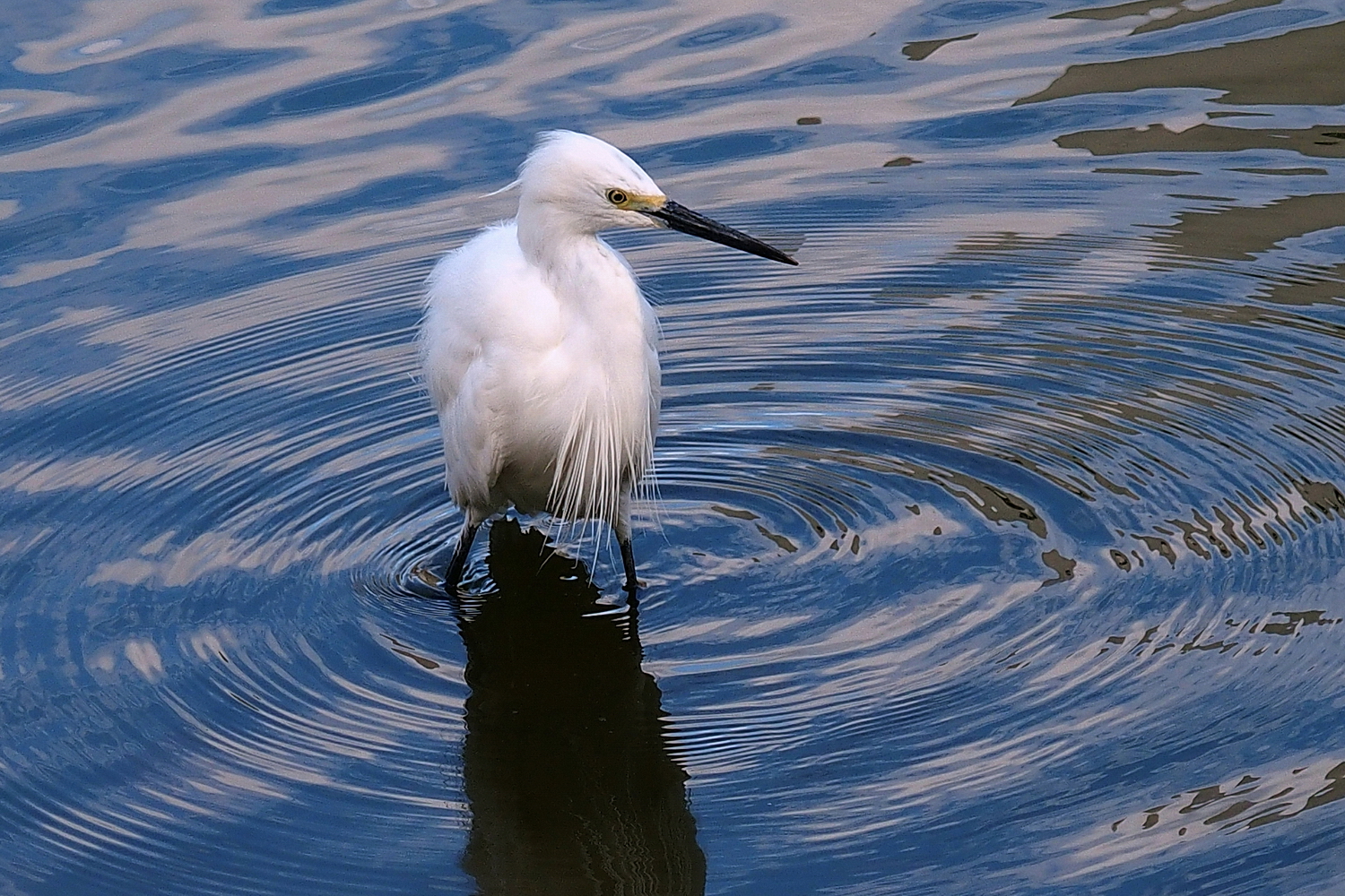 陳永鑑_鳥類飛禽_20240206b.jpg