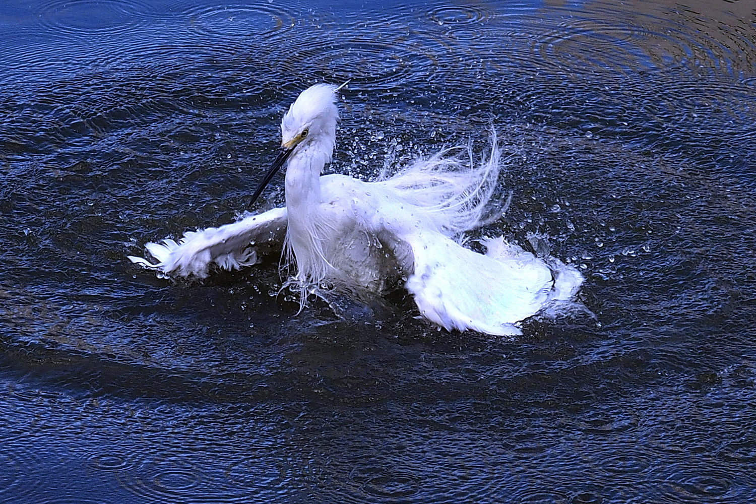 陳永鑑_鳥類飛禽_20240206c.jpg