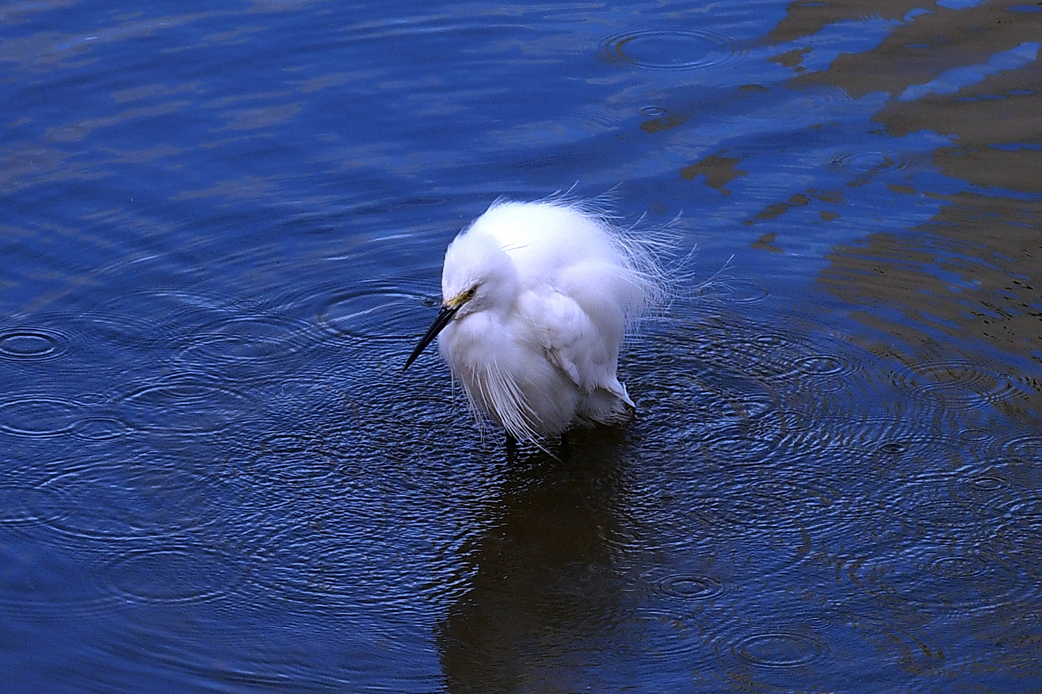 陳永鑑_鳥類飛禽_20240206d.jpg