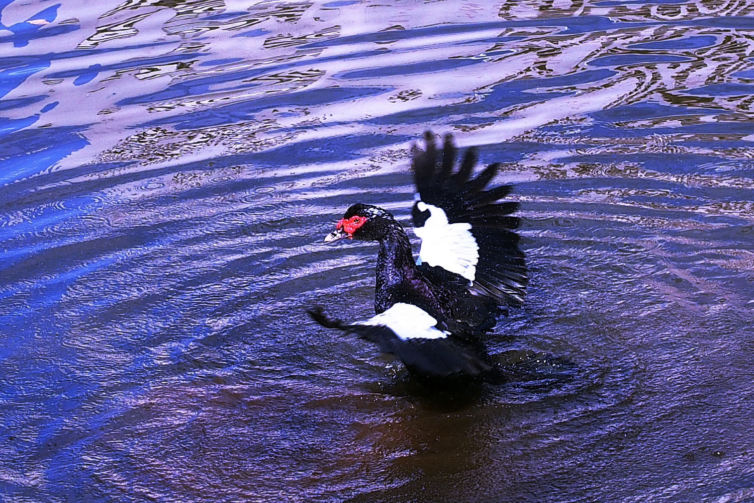 陳永鑑_雞鴨鵝20240206p.jpg