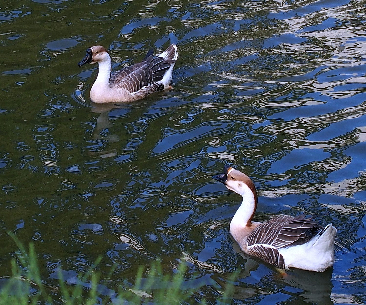 陳永鑑_雞鴨鵝20240206w.jpg