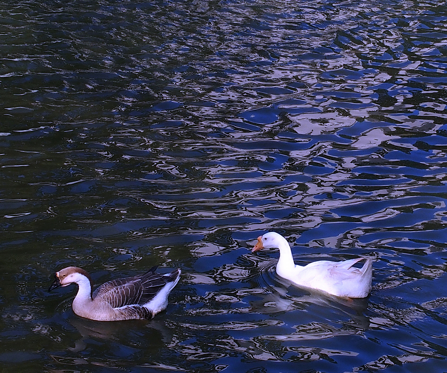 陳永鑑_雞鴨鵝20240206z5.jpg