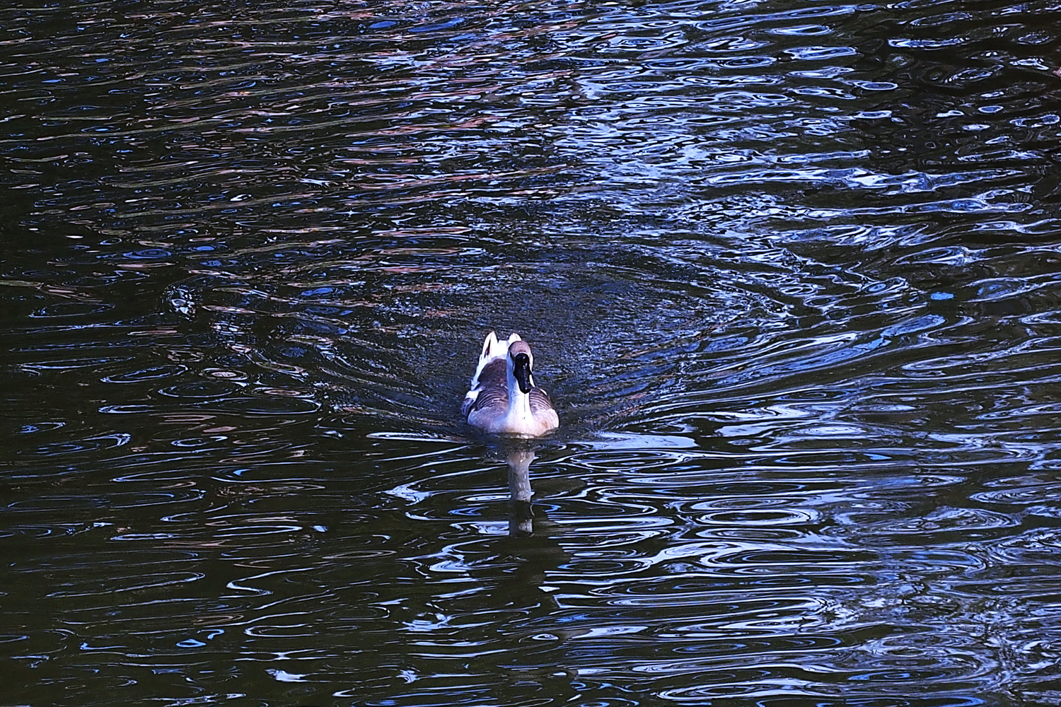 陳永鑑_雞鴨鵝20240206z9.jpg