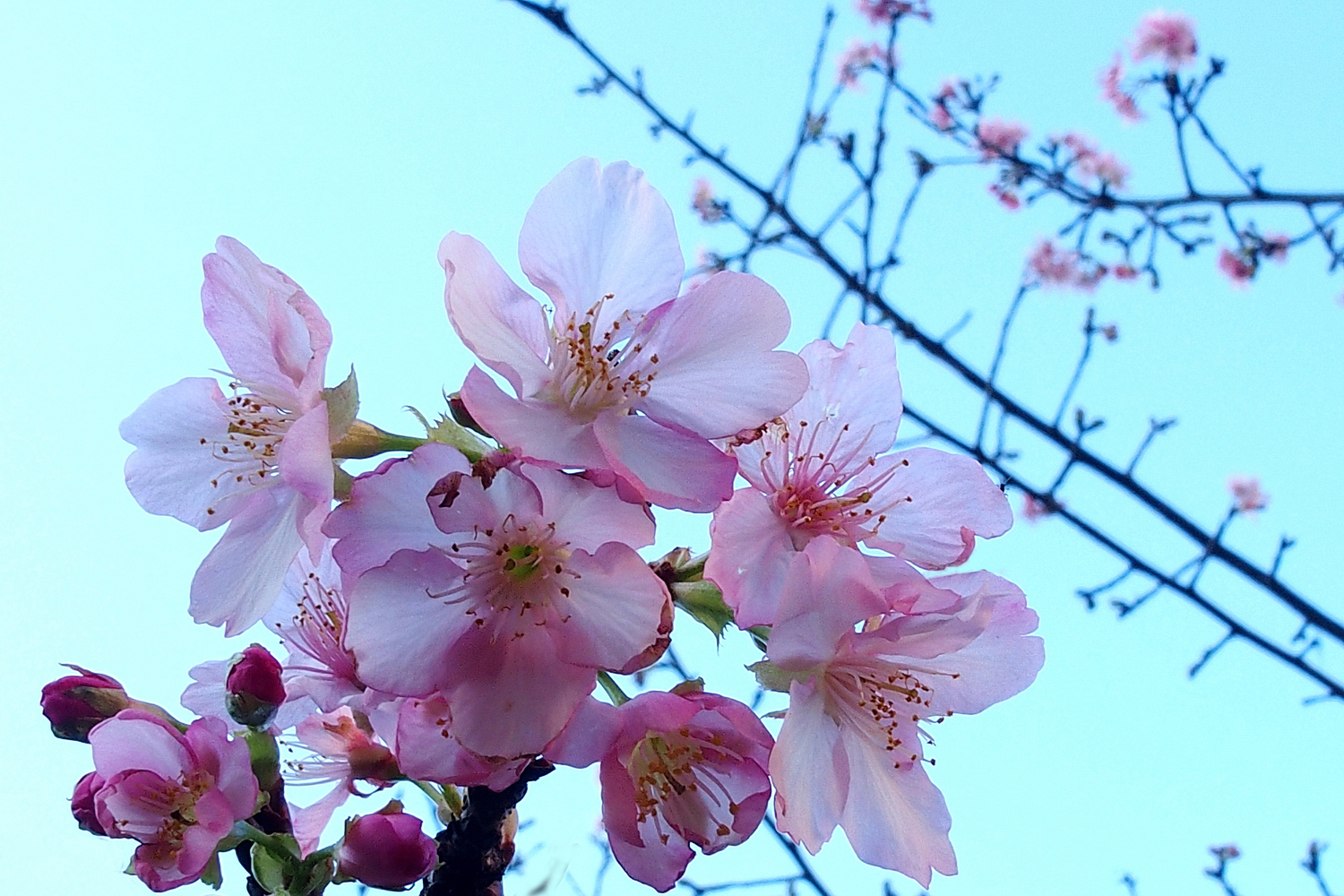 陳永鑑櫻桃花作品20240208i.jpg
