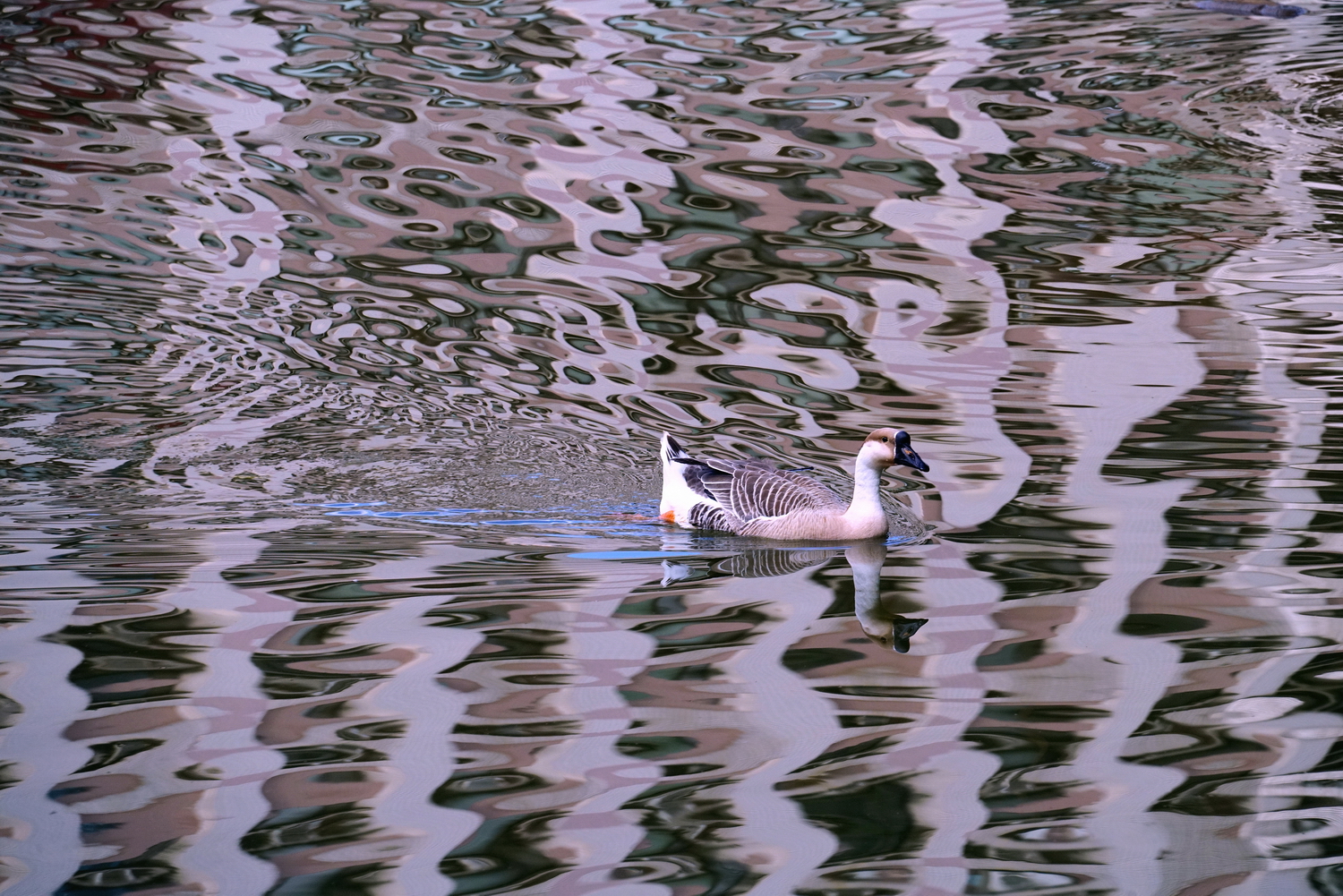陳永鑑_雞鴨鵝20240209g.jpg