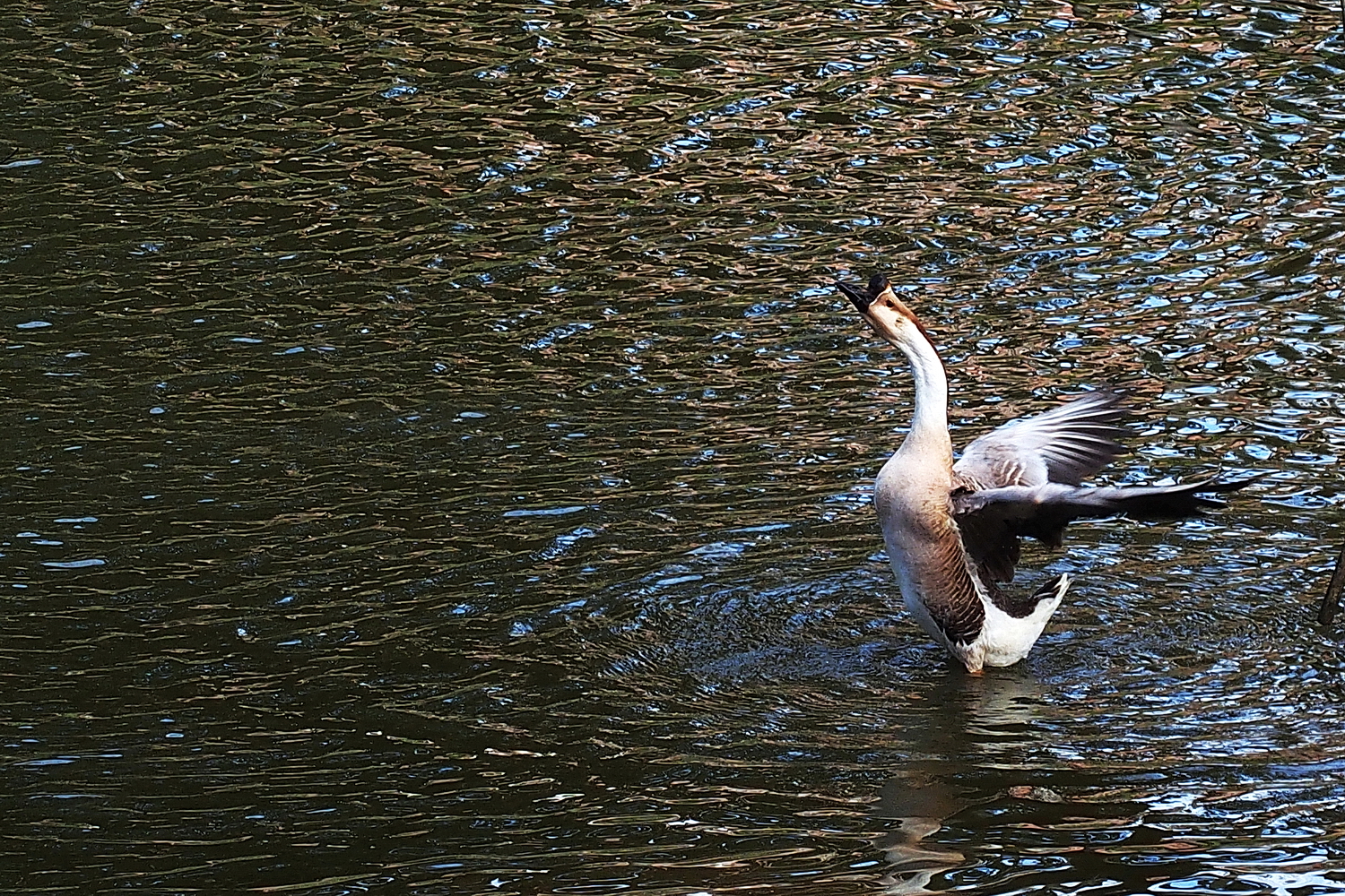 陳永鑑_雞鴨鵝20240214r.jpg