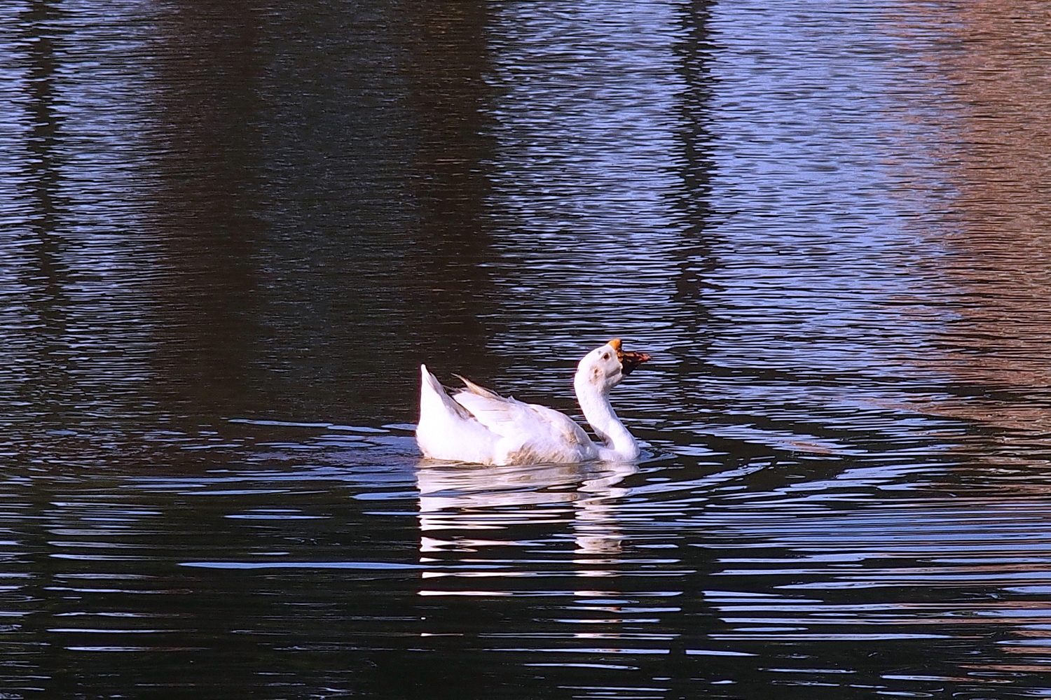 陳永鑑_雞鴨鵝20240218l.jpg